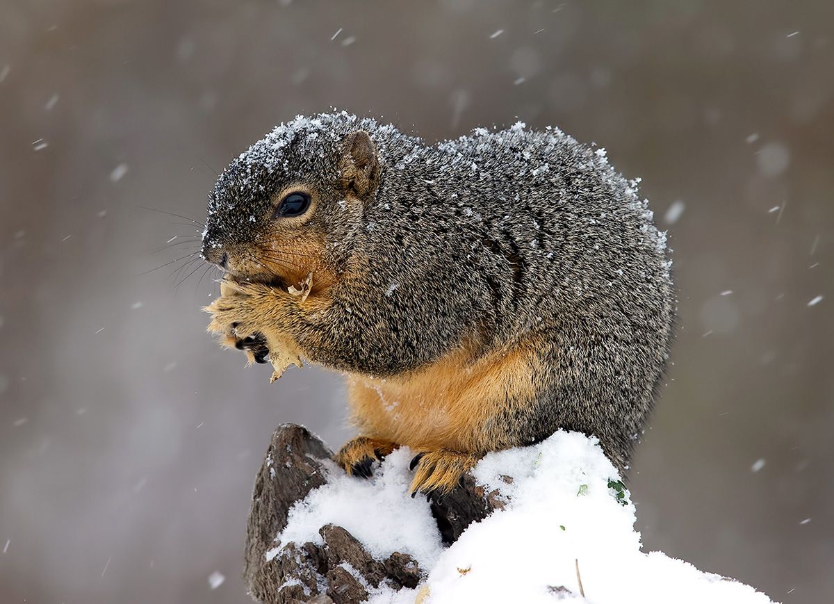 белка, squirrel, лисья белка, fox squirrel, животные,animals, cнег,  дикие животные, животные в снег, Etkind Elizabeth