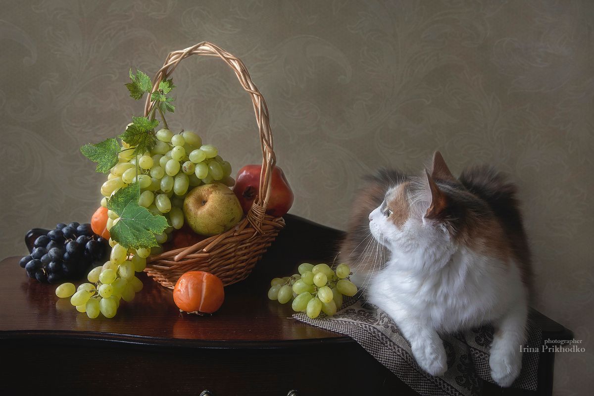 натюрморт. фрукты, кошка, домашние животные, Приходько Ирина