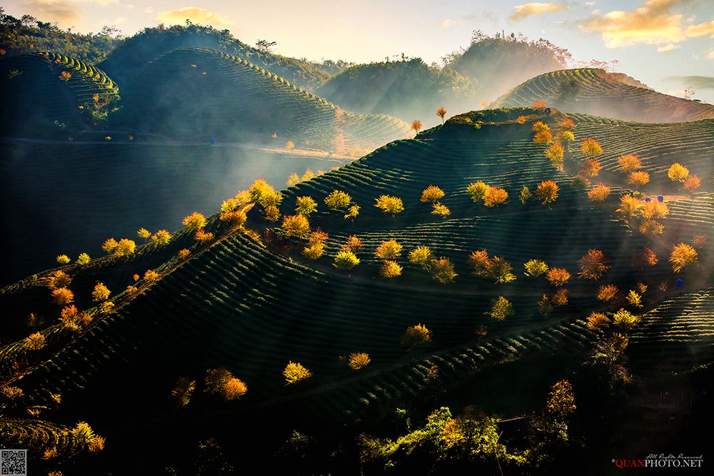 quanphoto, landscape, nature, sunlight, rays, mountains, hills, tea, plantation, spring, vietnam, quanphoto