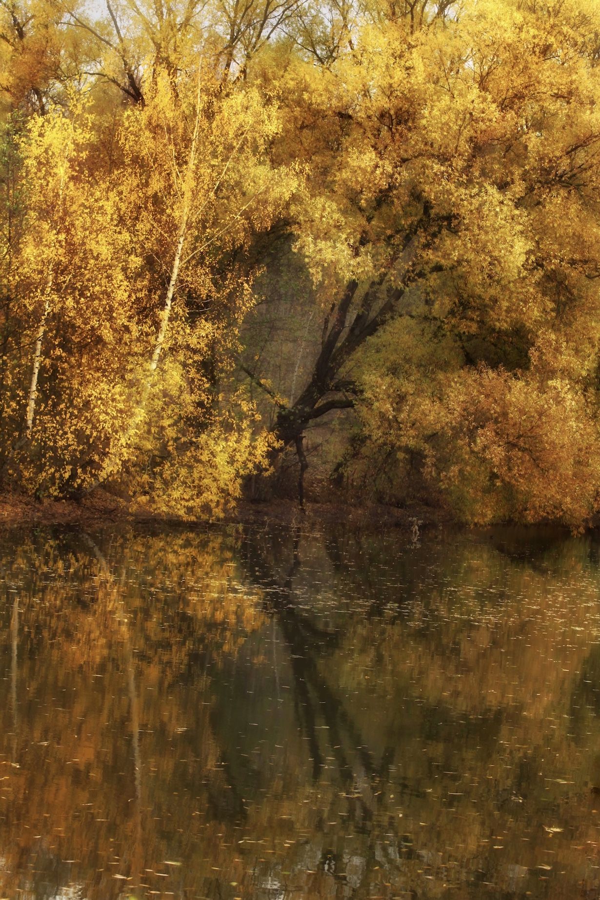 золотаяосень, осень, autumn, goldautumn, природа, nature, landscape, пейзаж, лес, forest, пруд, отражение, Julia Kaissa