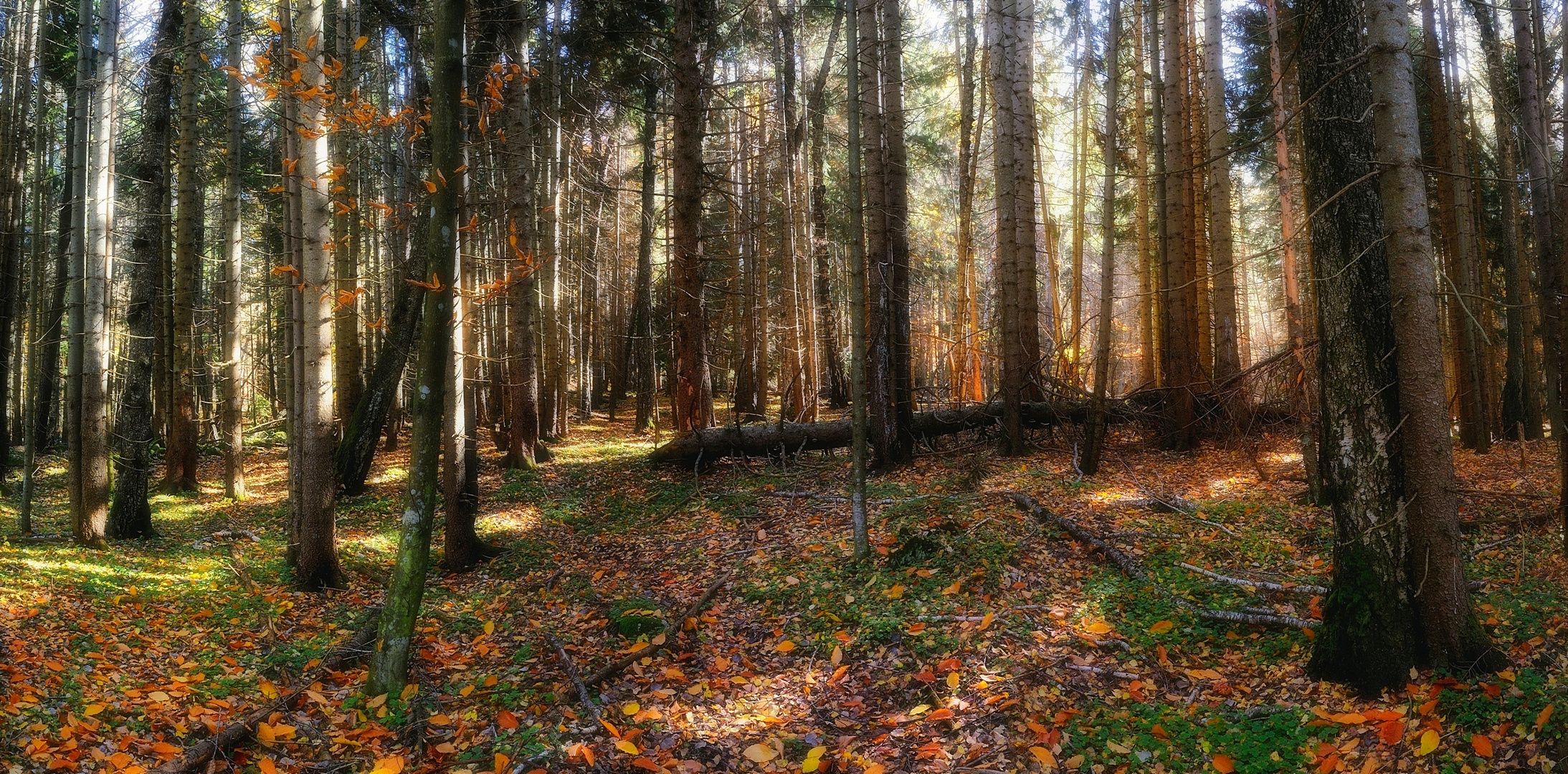 природа пейзаж осень лес панорама, Serj Master