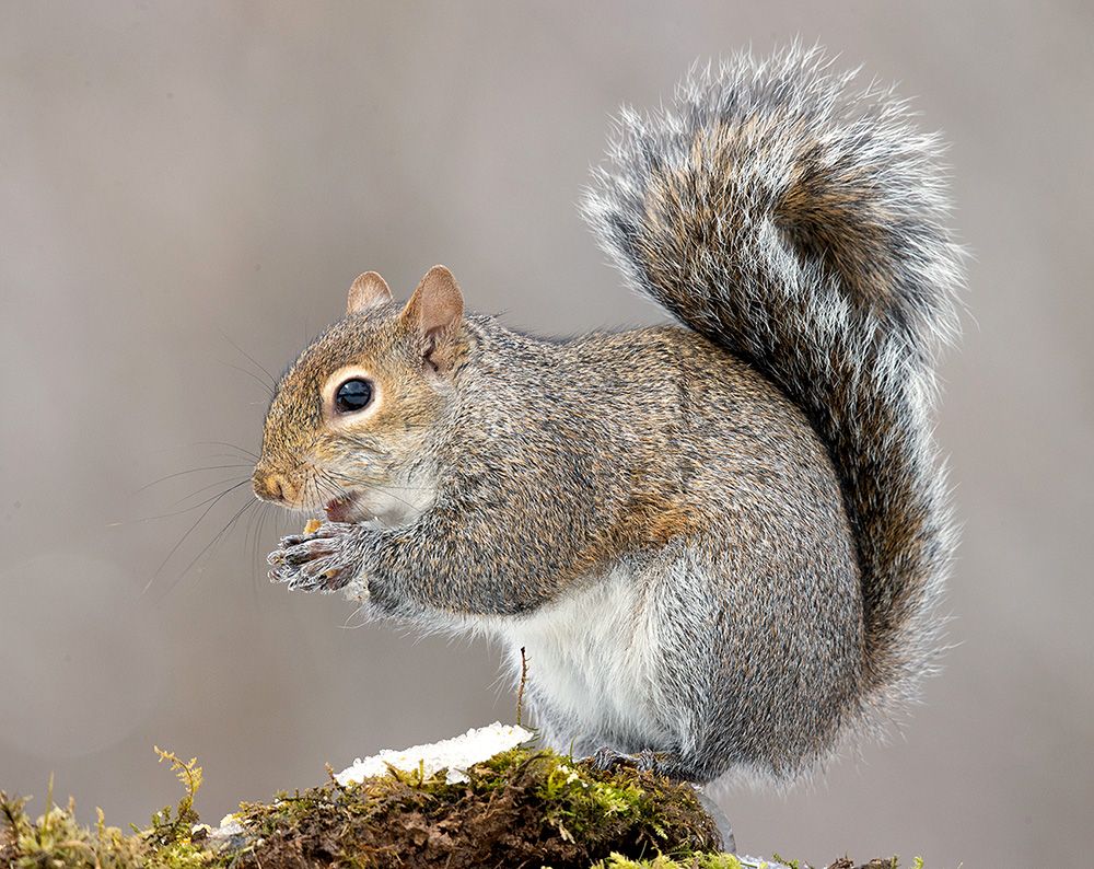 белка, squirrel, gray squirrel, каролинская белка, животные, animals,  дикие животные, зима, Etkind Elizabeth