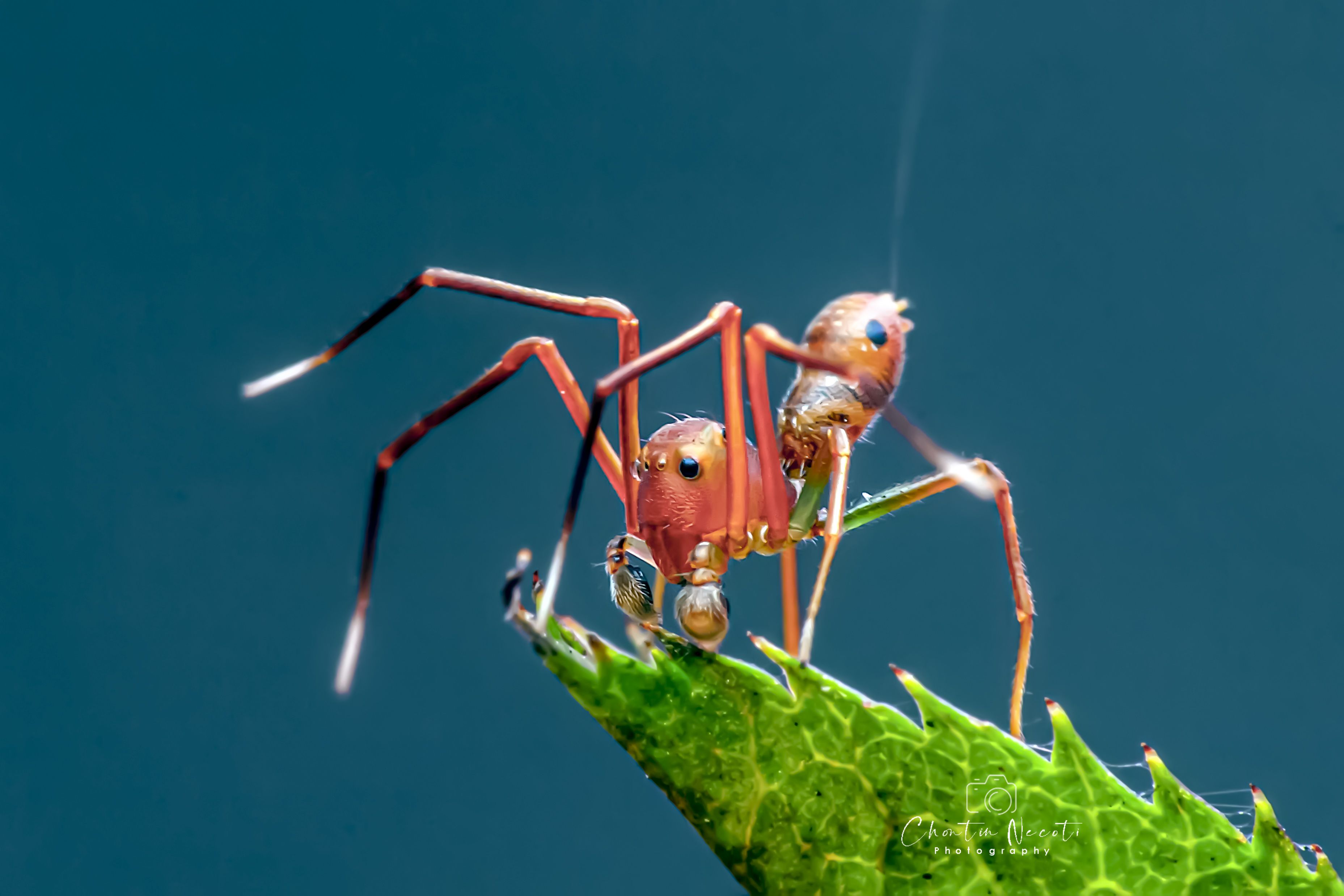 Amyciaea, spider, ant, small, animal, tropical, antennae, beautiful, forest, macro, orange, legs, long, eyes, NeCoTi ChonTin