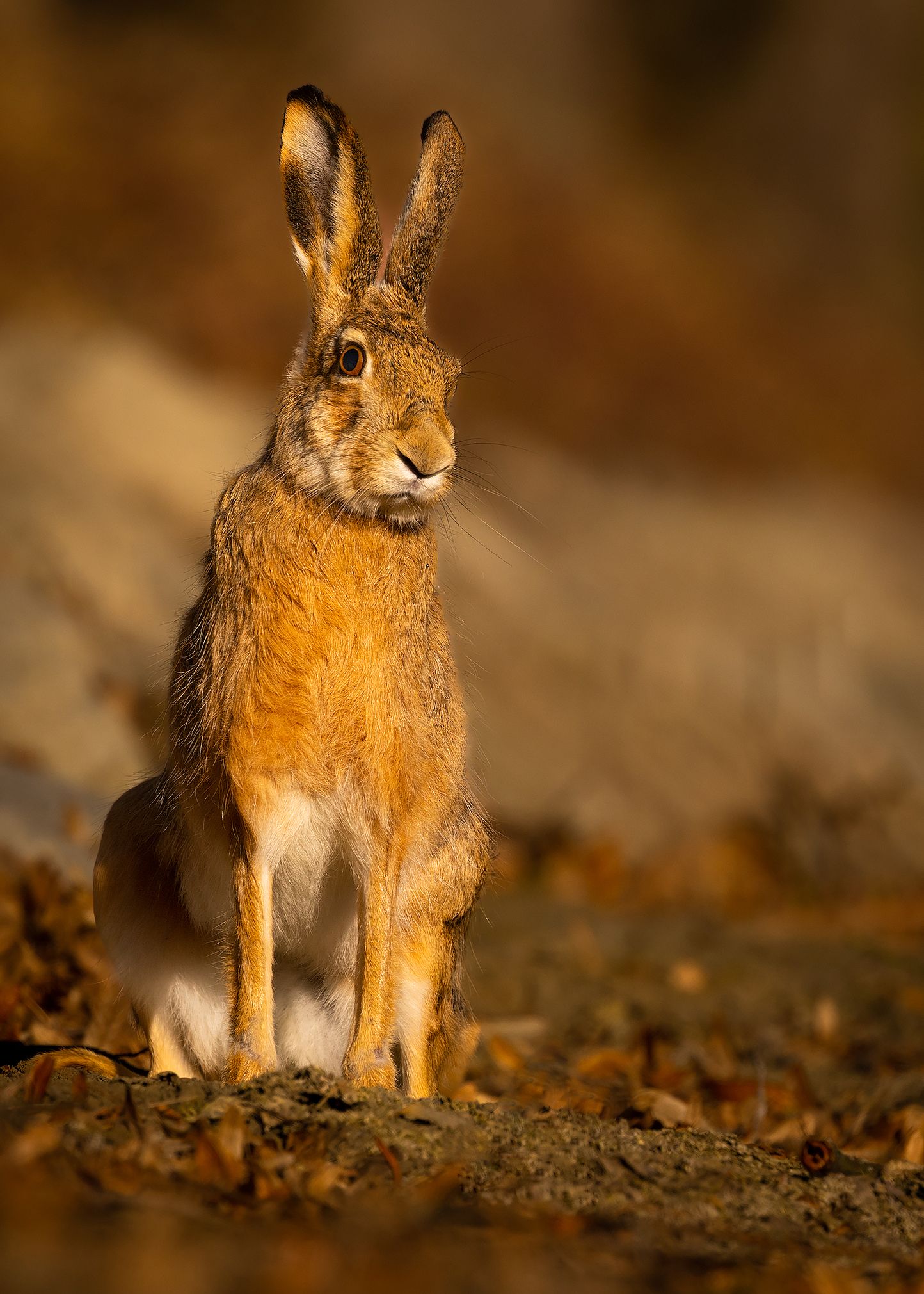 , Robert Adamec