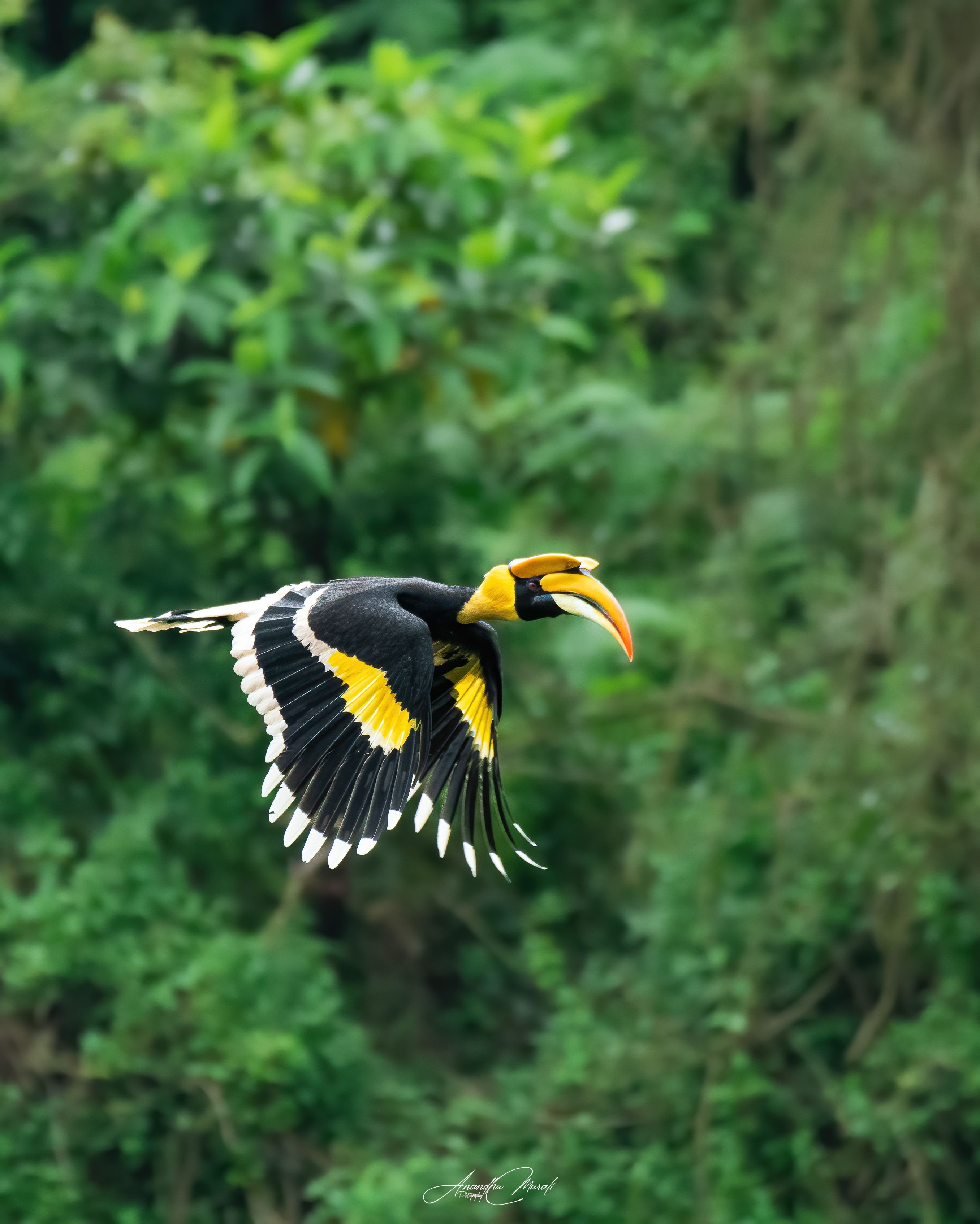 Birds hornbill kerala india birdphotography wildlife, Anandhu M