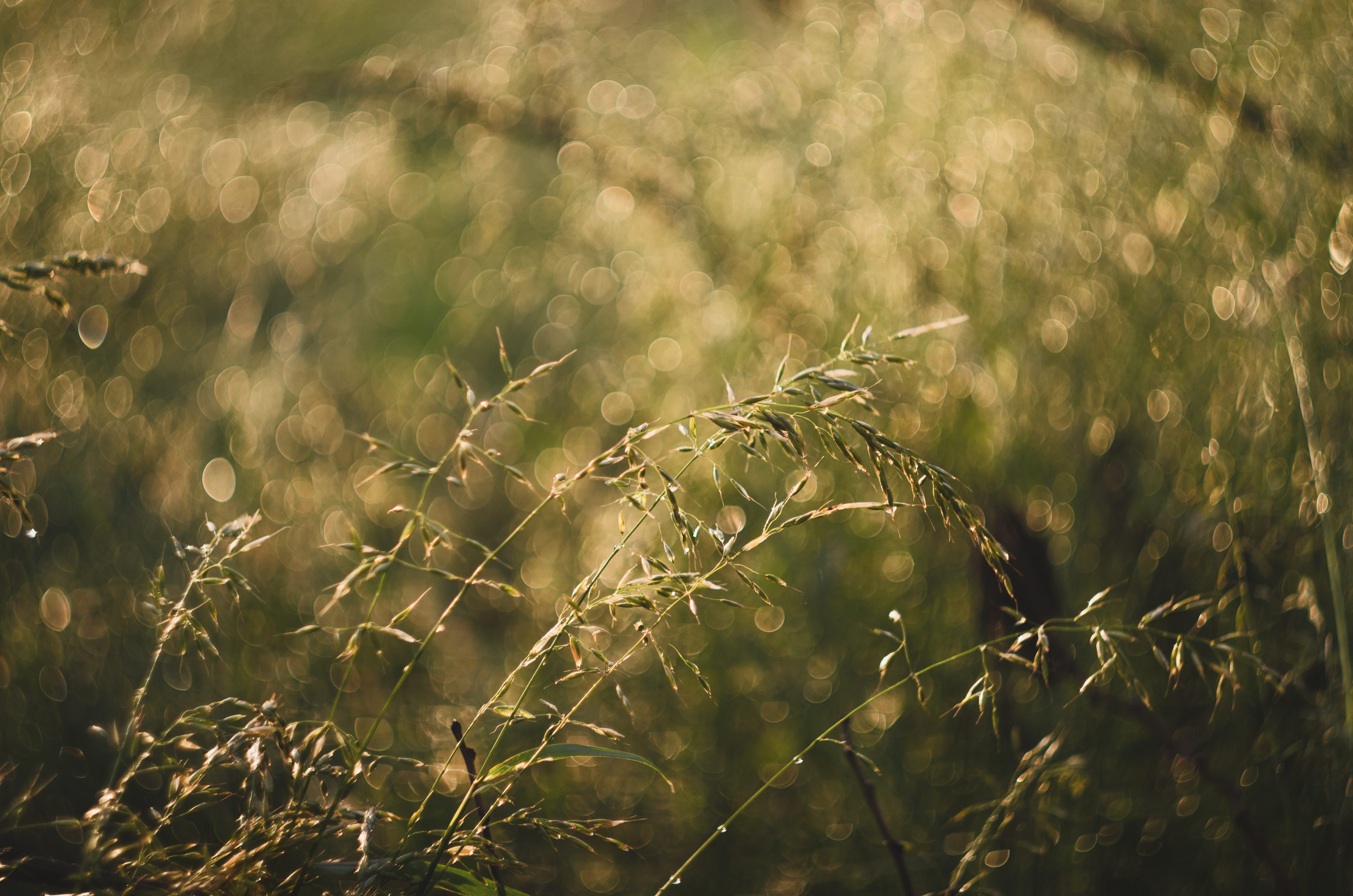 Трава, растения, капли дождя, лето, солнечный свет, природа, Shadow Anna