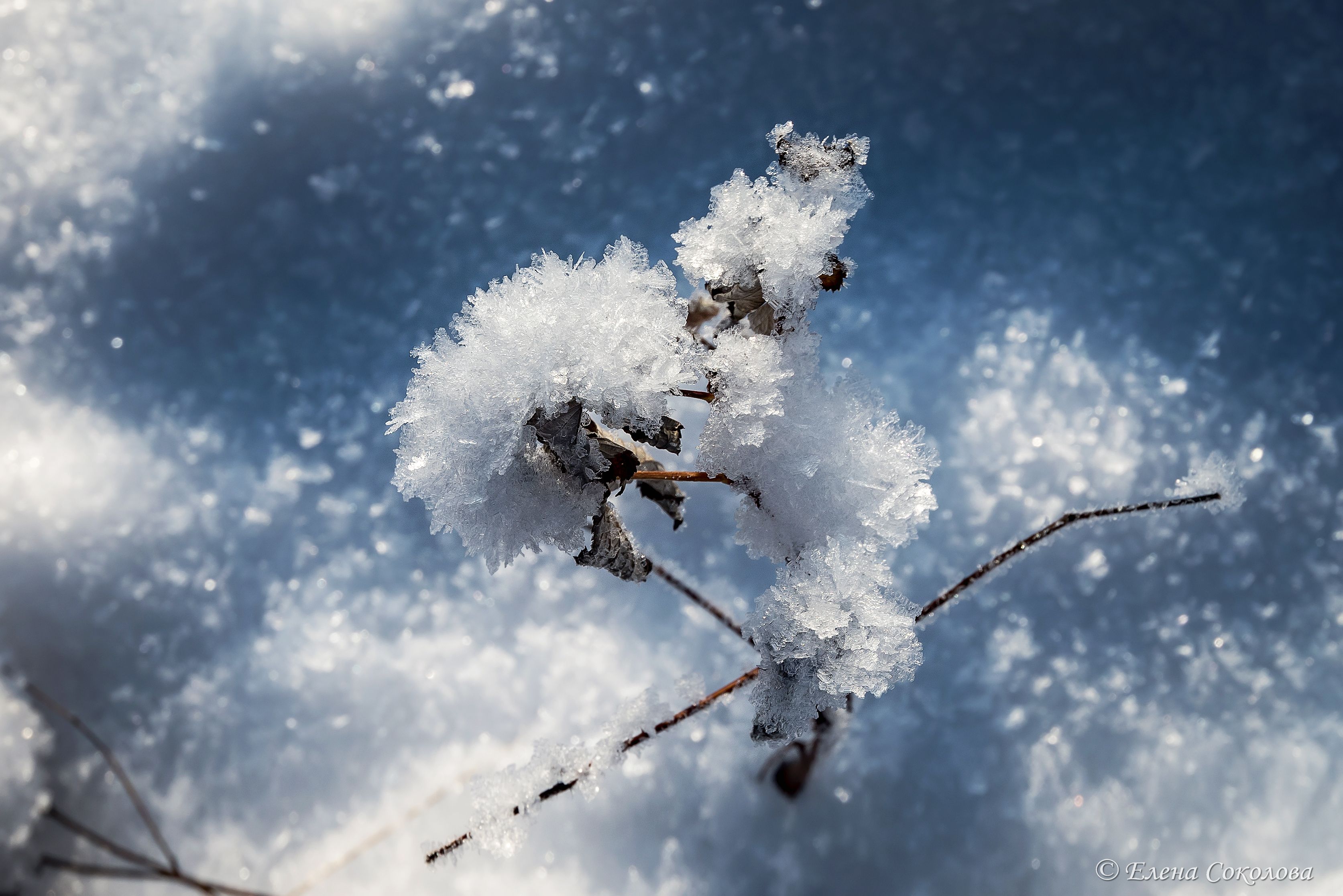 снег, лед, снежинки, зимнее фото, замороженный цветок, Соколова Елена