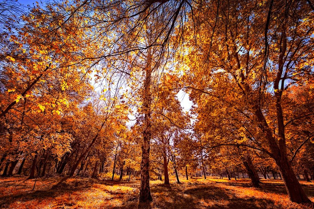 autumn, color, colors, color image, enchanted, landscape, leaf, leaves, nature, photography, sky, tree, trees,, Dr Didi Baev