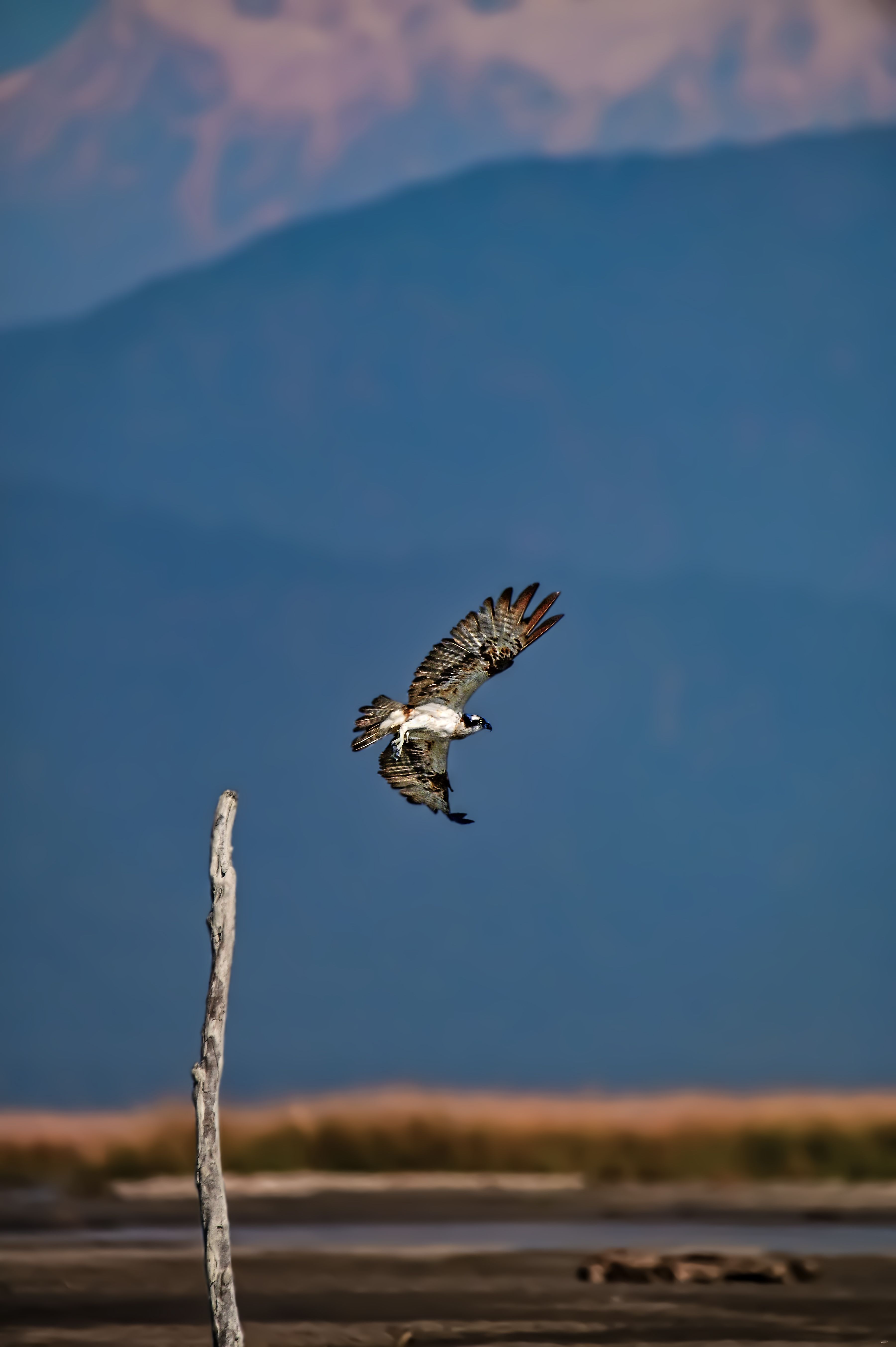 wildlife,animal.mountain,birds,bird,nature, Pinaki Ghosh