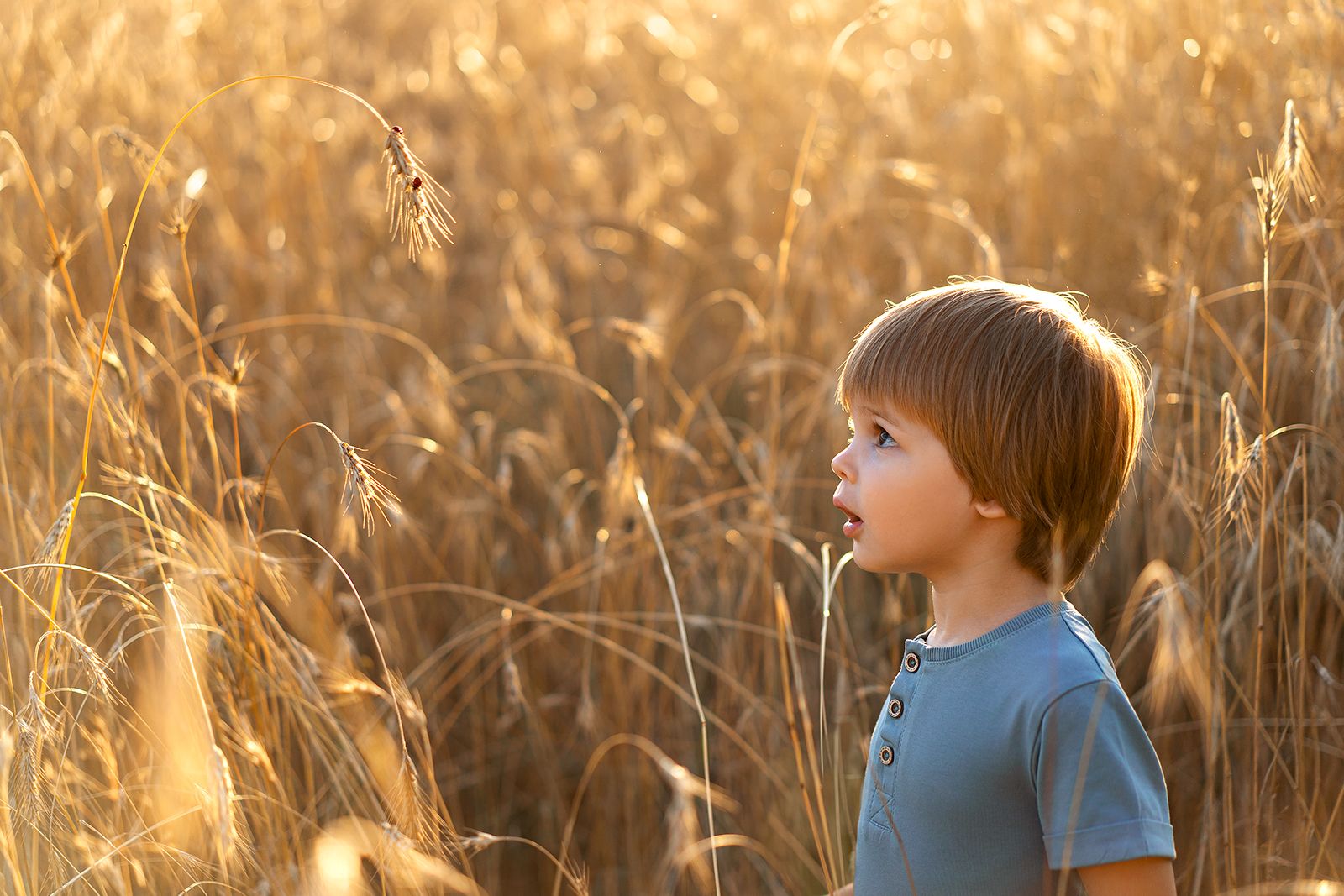 ребенок в пшеничном поле, Владимирова Оксана