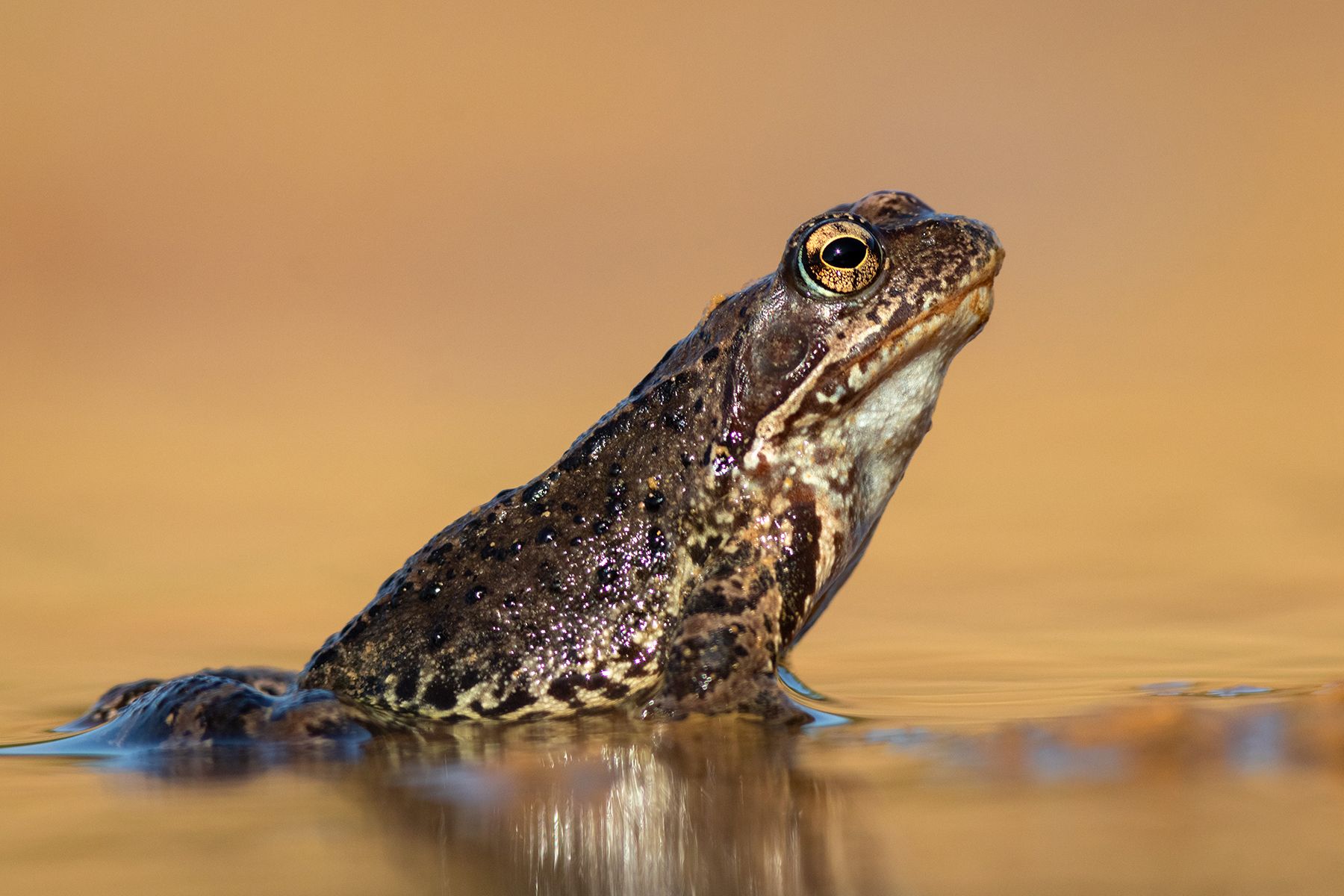 Травяная лягушка. Photographer Pavel Krasnoslobodtsev