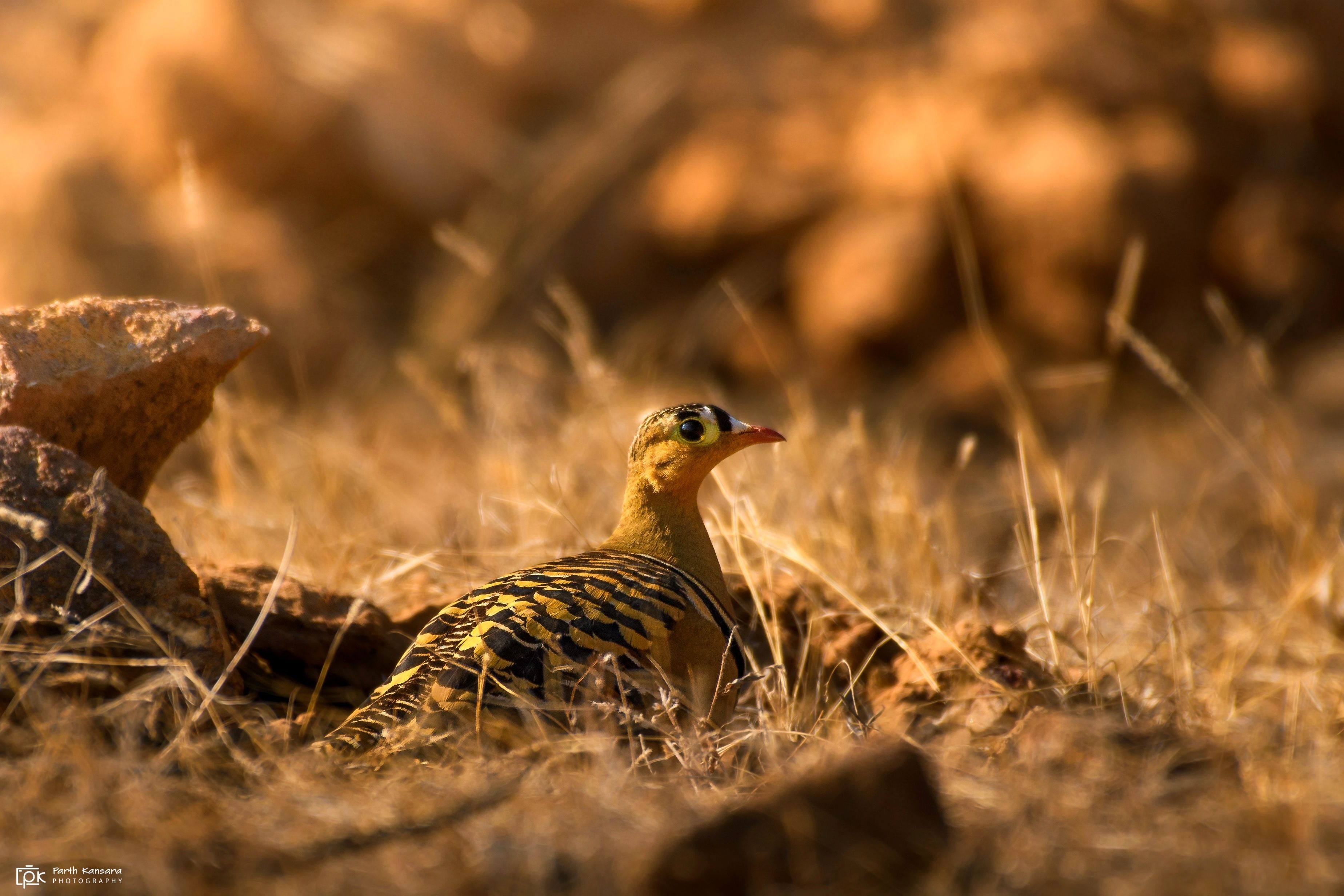painted sandgrouse, pterocles indicus, grk, greater rann of kutch, nature, 35awards, 35photo, wildlife, birds, birds of india, parth kansara, parth kansara wildlife, indian wildlife, photo, photography, kutch, birds of kutch, nakhatrana, kutch wildlife,, kansara parth