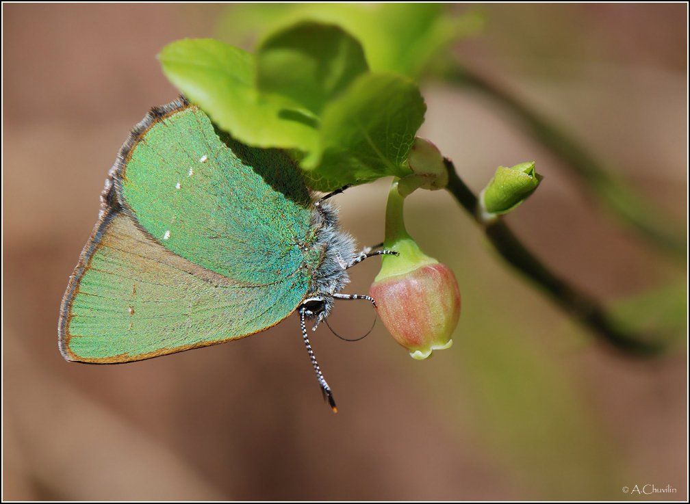 , Александр Чувилин