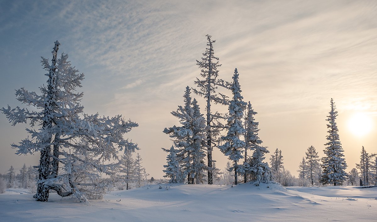 зима, лес, снег, Андрей Снегирёв