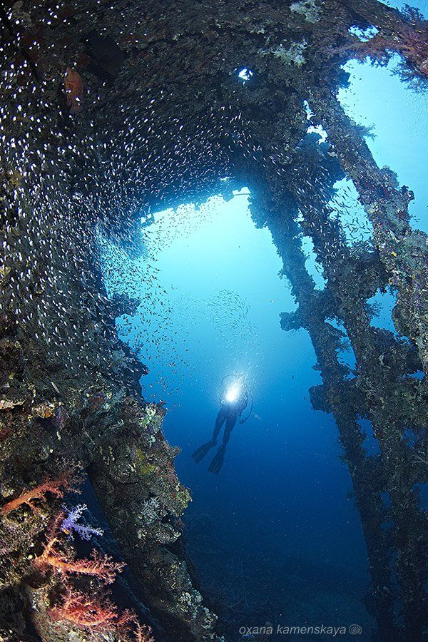 wreck sea underwater glassfish, Оксана Каменская