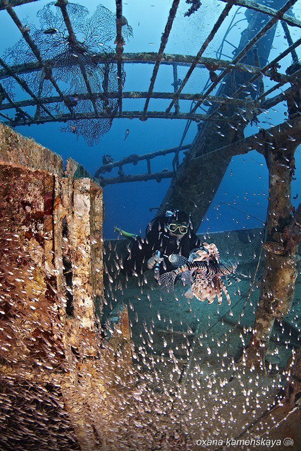wreck sea underwater lionfish glassfish, Оксана Каменская