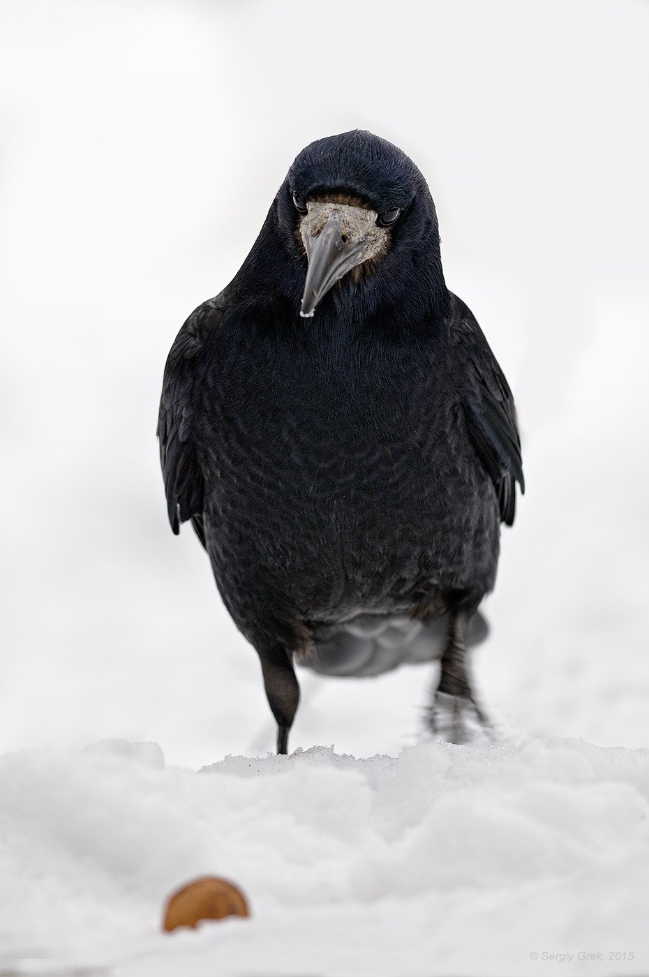 rook, walnut, грач, зима, орех, Сергей Грек