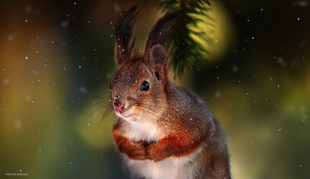 2015, Snow, Squirrel, Белка, Зима, Снег, Полюшко Сергей