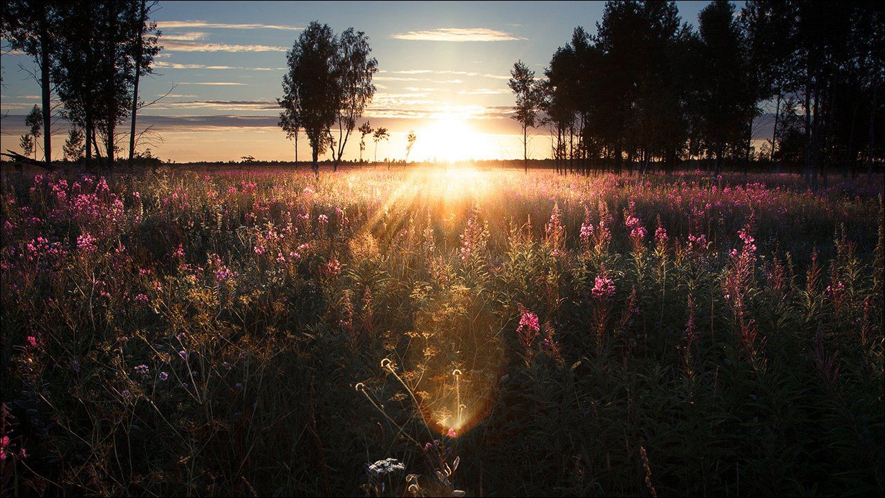 природа, россия, поле, солнце, пейзаж, солнце, Алексей Архипов