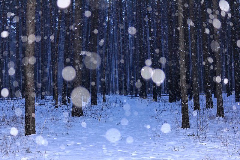 вечер, деревья, зима, зимний вечер, зимний лес, лес, пейзаж, природа, снег, снегопад, снежинки, сосны, Алексей Королев