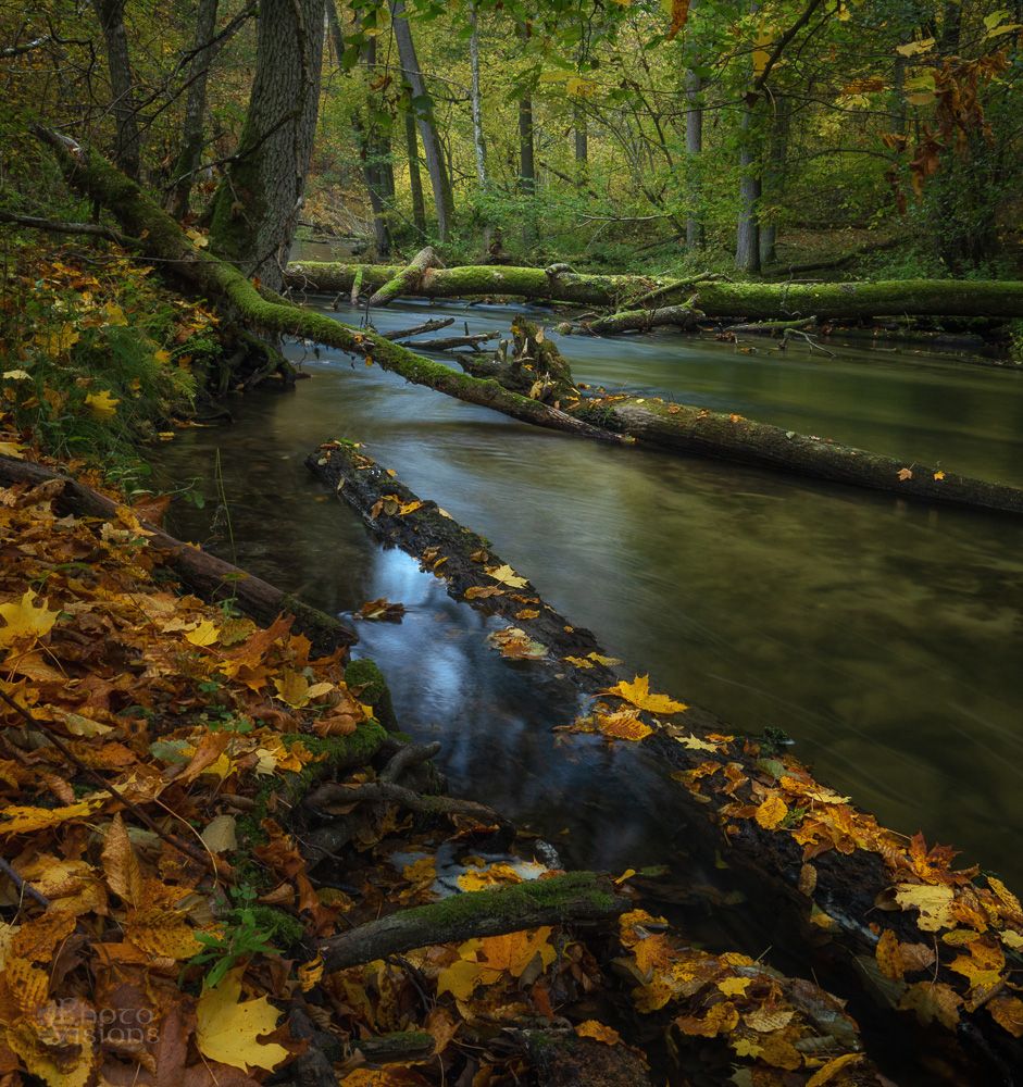 autumn,forest,woodland,woods,river,long exposure,water,autumnal,, Photo Visions