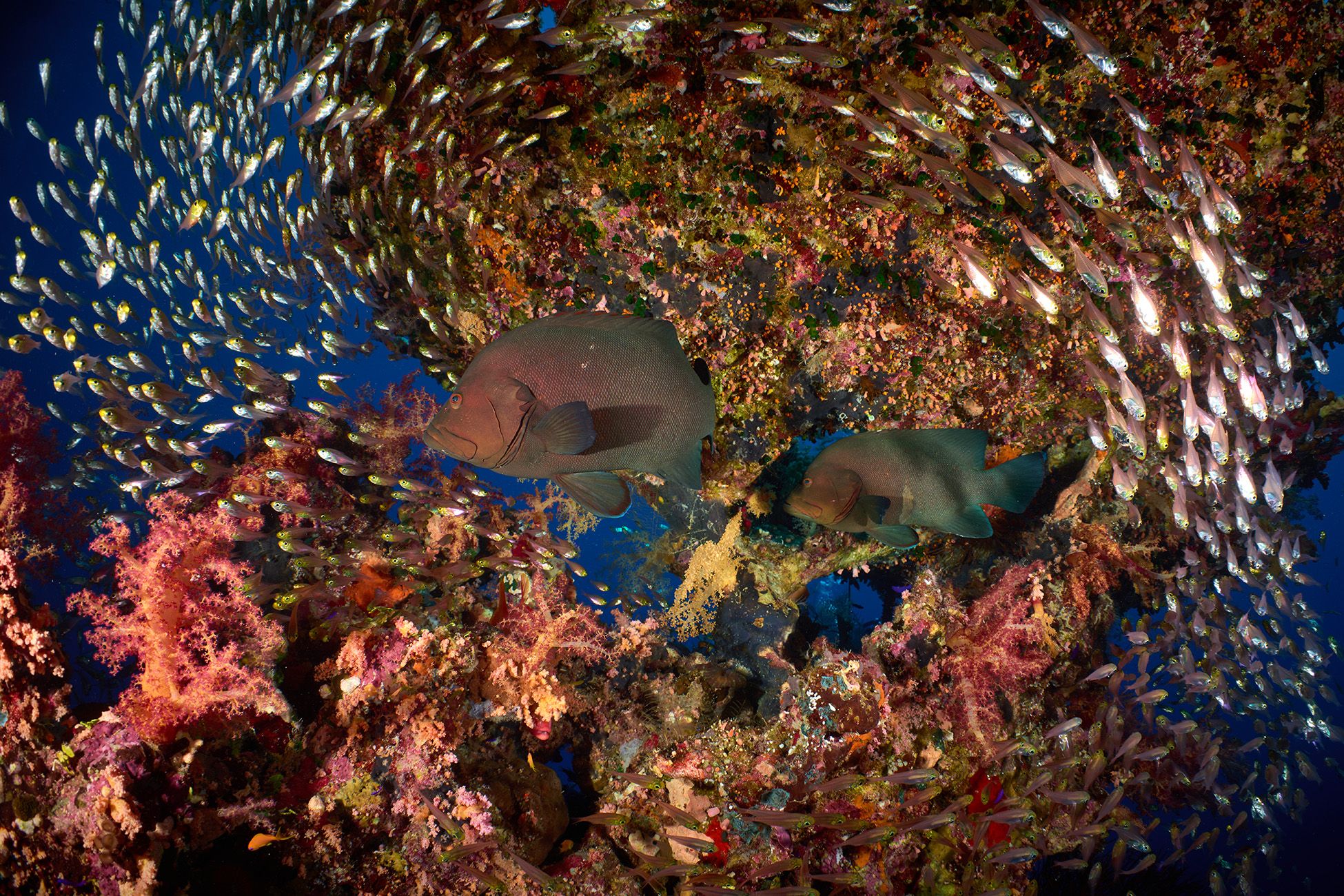 подводный мир, дайвинг, коралловый риф, рыбы, красное море, Pavel Perepechaev