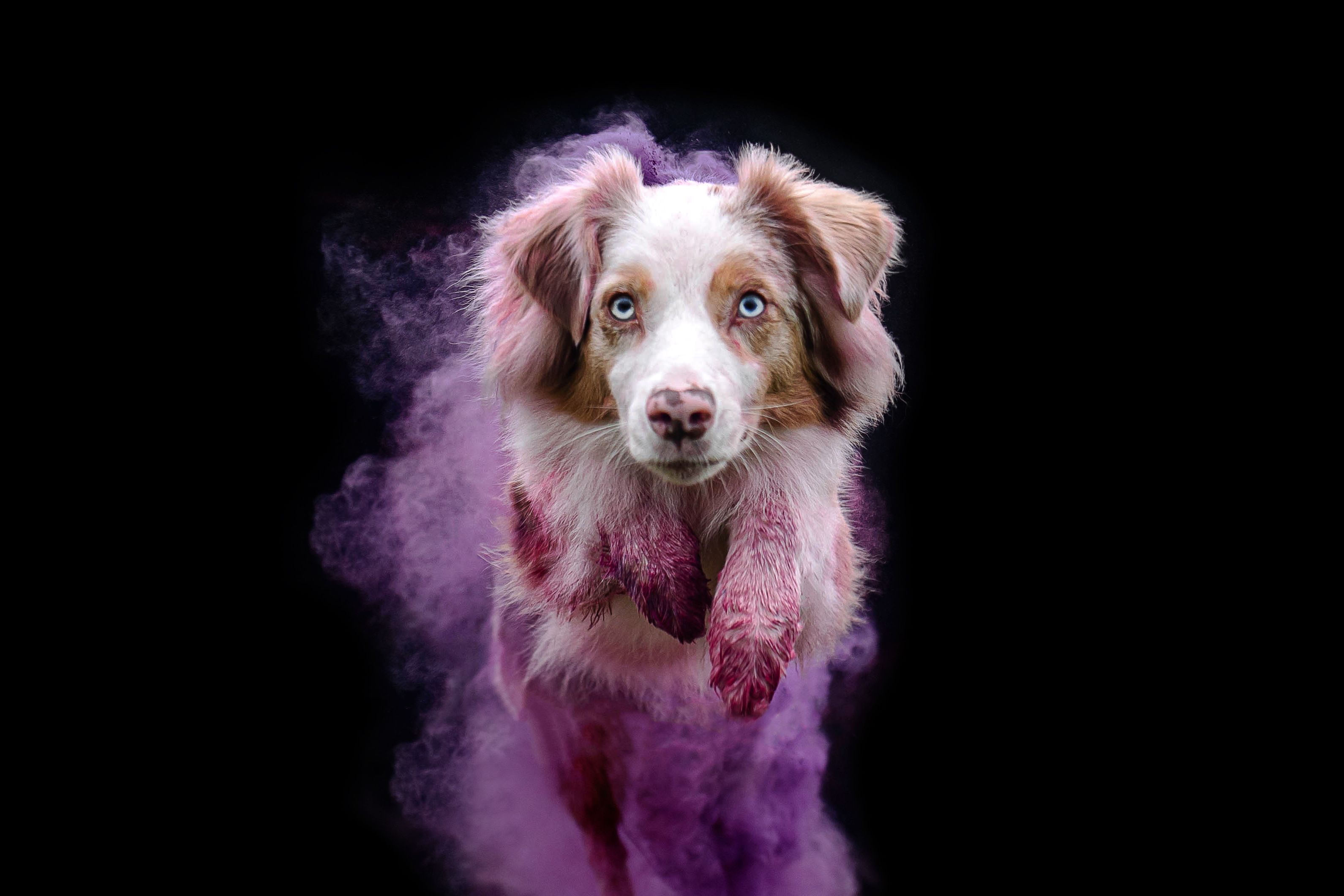 собака анималист портрет краски холи фотофон черный аусси овчарка, Киреева Екатерина