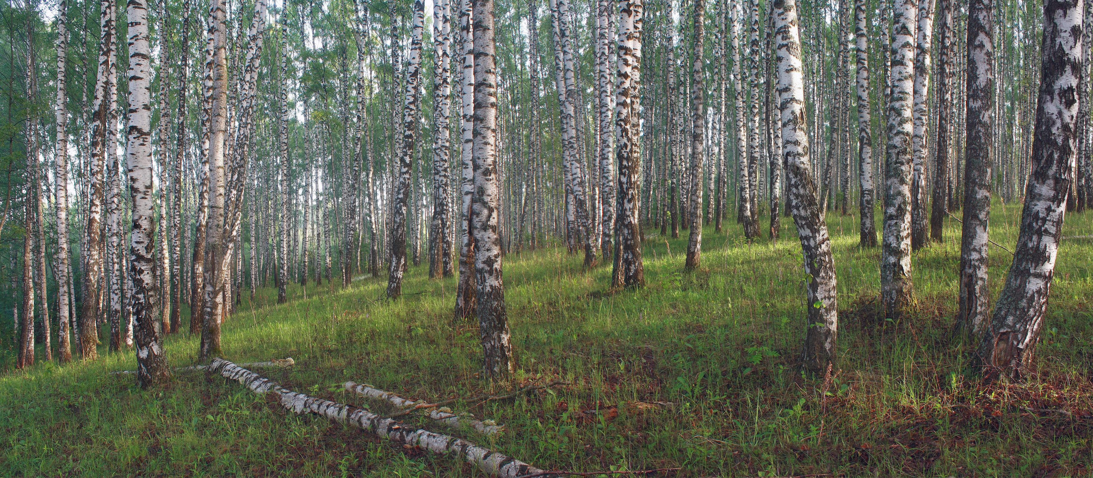 весна , лес, Александр Свистков