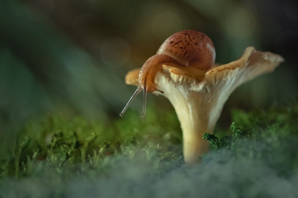 макро, гриб, улитка, макрофотография, макромир, волшебное макро, macro, mushroom, snail, macro photography, macro world, magical macro, Хилько Марина