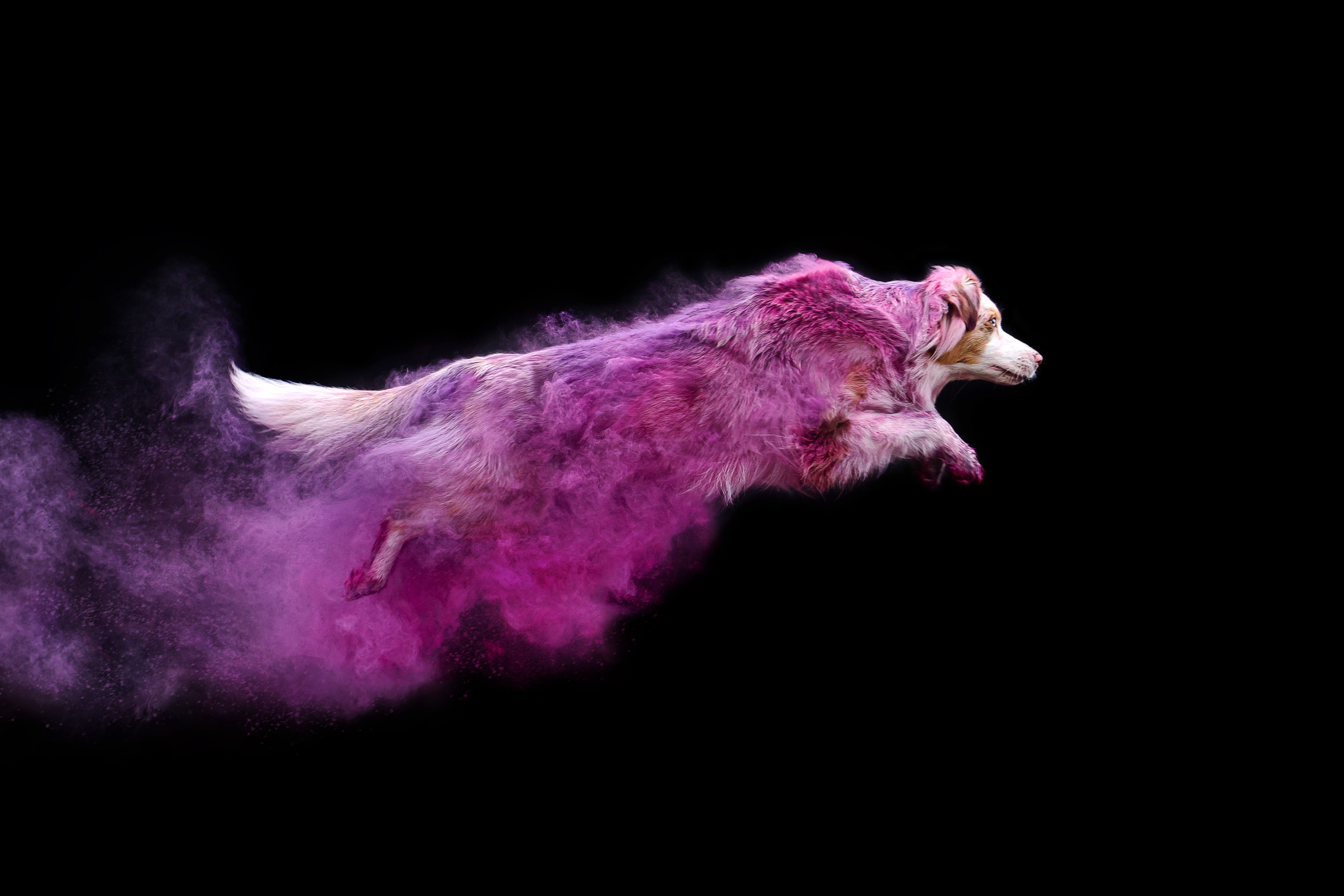 фотограф краски холи анималист животные собака аусси , Киреева Екатерина