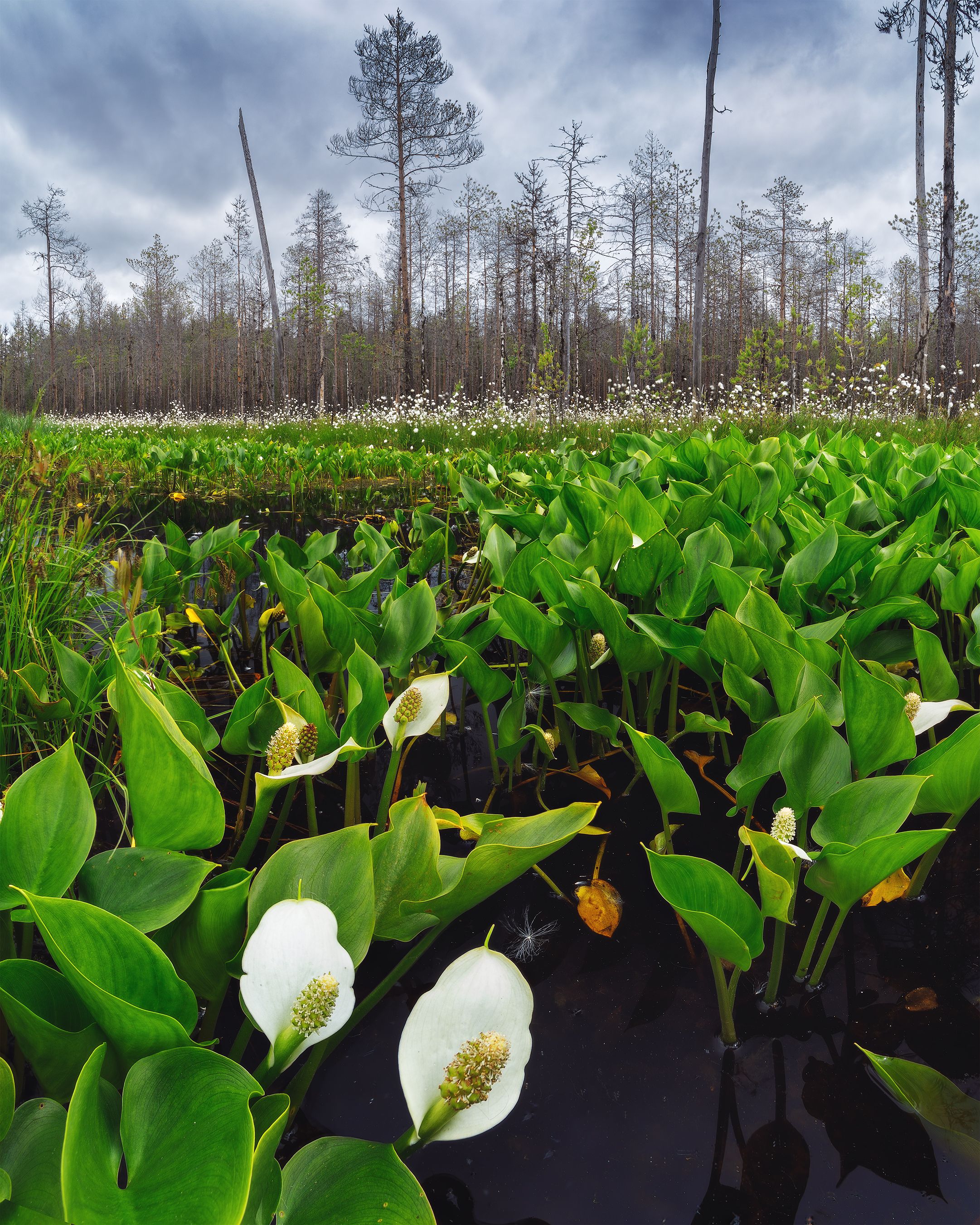 пейзаж, болото, цветы, калла, белокрыльник, лето, облака, landscape, swamp, calla, summertime, blooming, Чаланов Иван