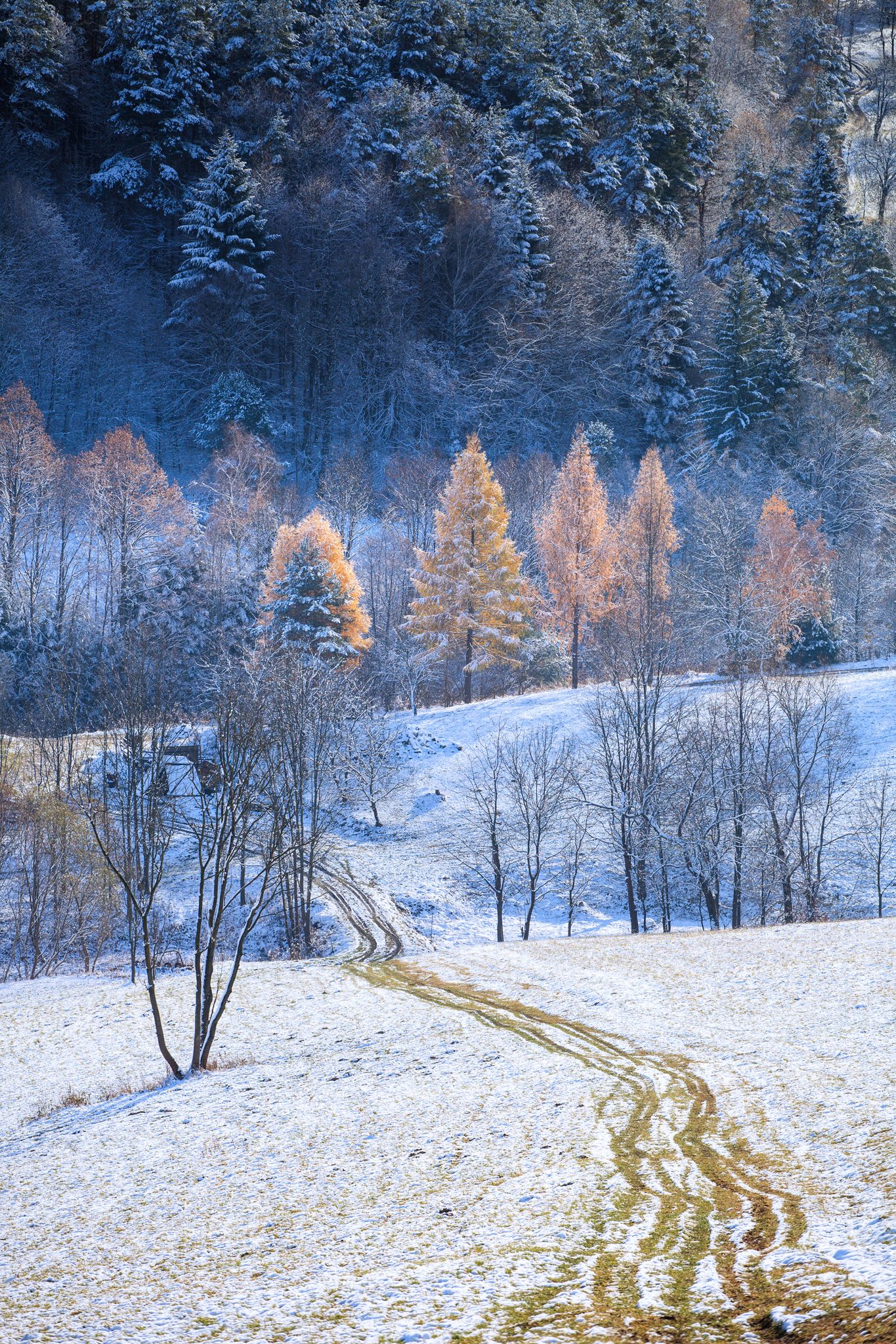 winter, bieszczady, road, tree, forest, mountains, snow, frozen,  Mirosław Pruchnicki