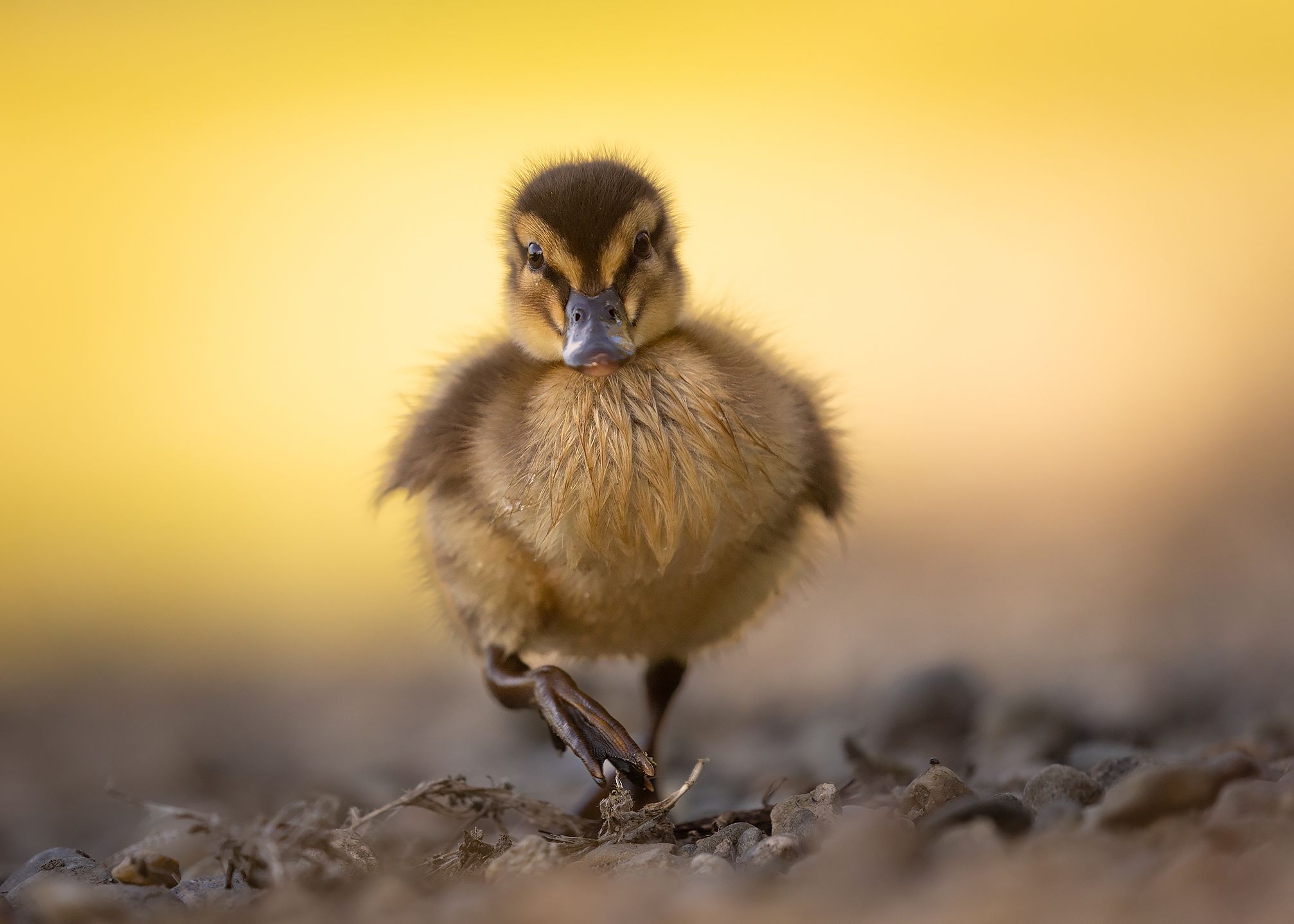 , Robert Adamec