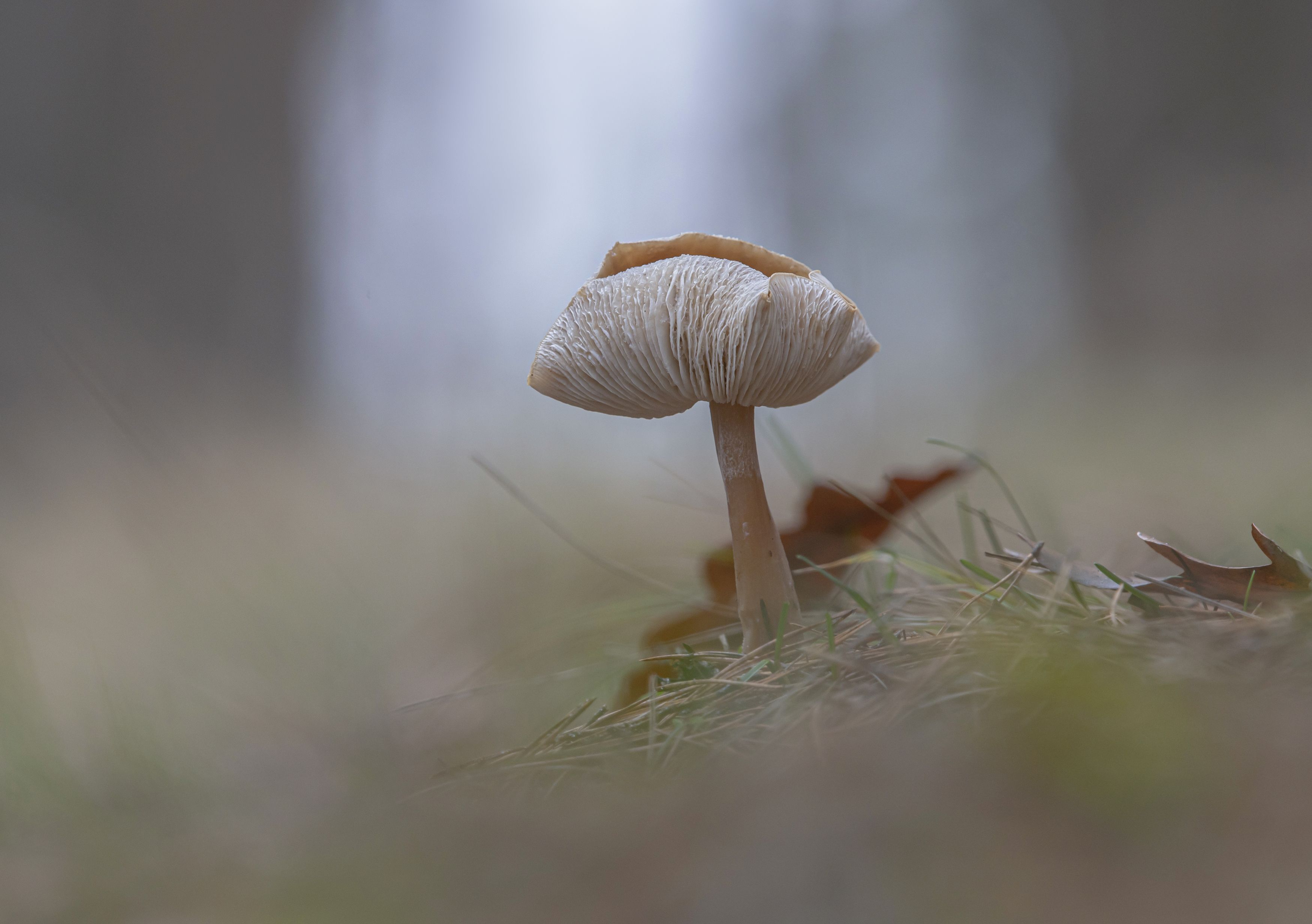 гриб,природа, осень,лес, Андрей Киселёв