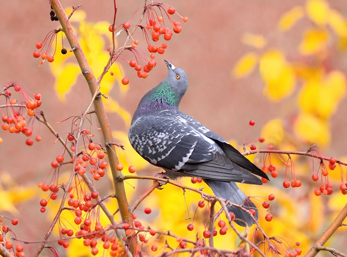 природа, фотоохота,  птицы, животные, осень, голубь сизый, vladilenoff
