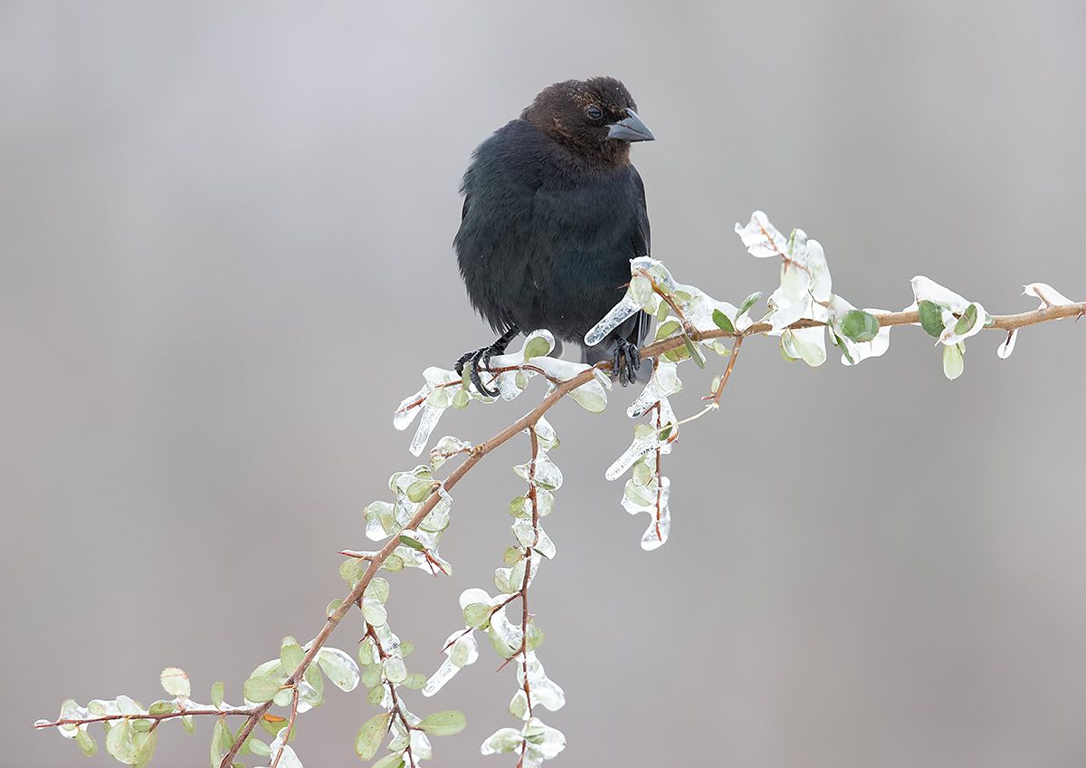 brown-headed cowbird, буроголовый коровий трупиал, зима, трупиал, Etkind Elizabeth