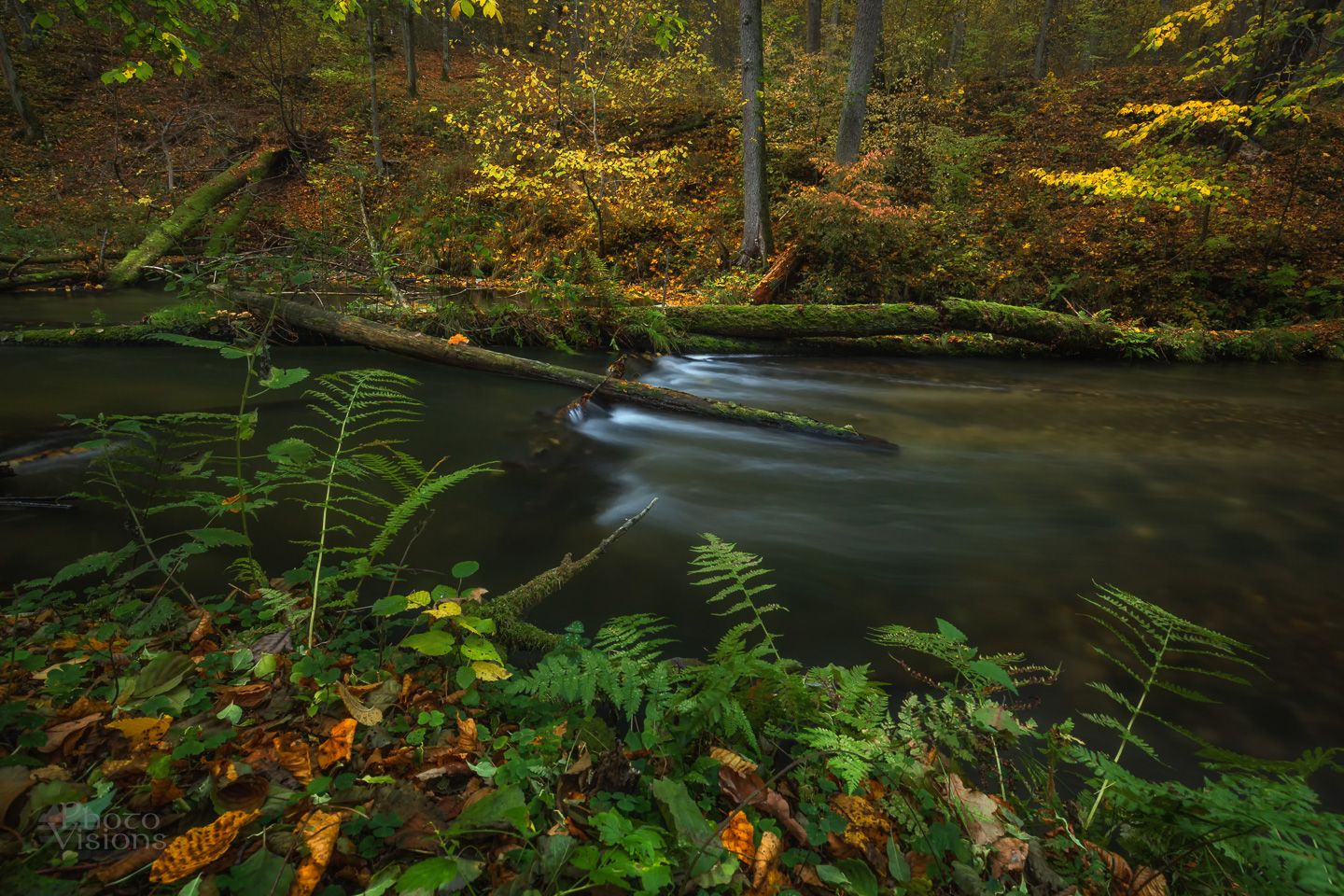 forest,woodland,woods,landscape,autumn,autumnal,, Photo Visions