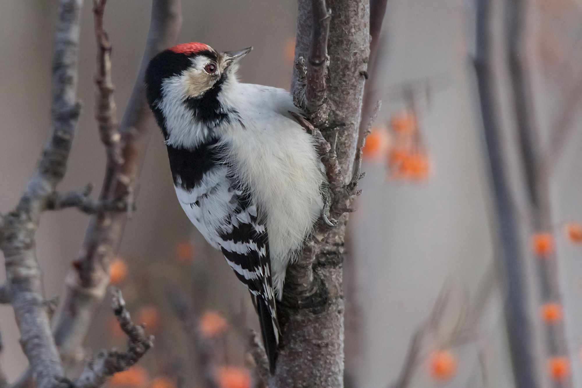 птицы, малый пёстрый дятел, Коледова Ирина