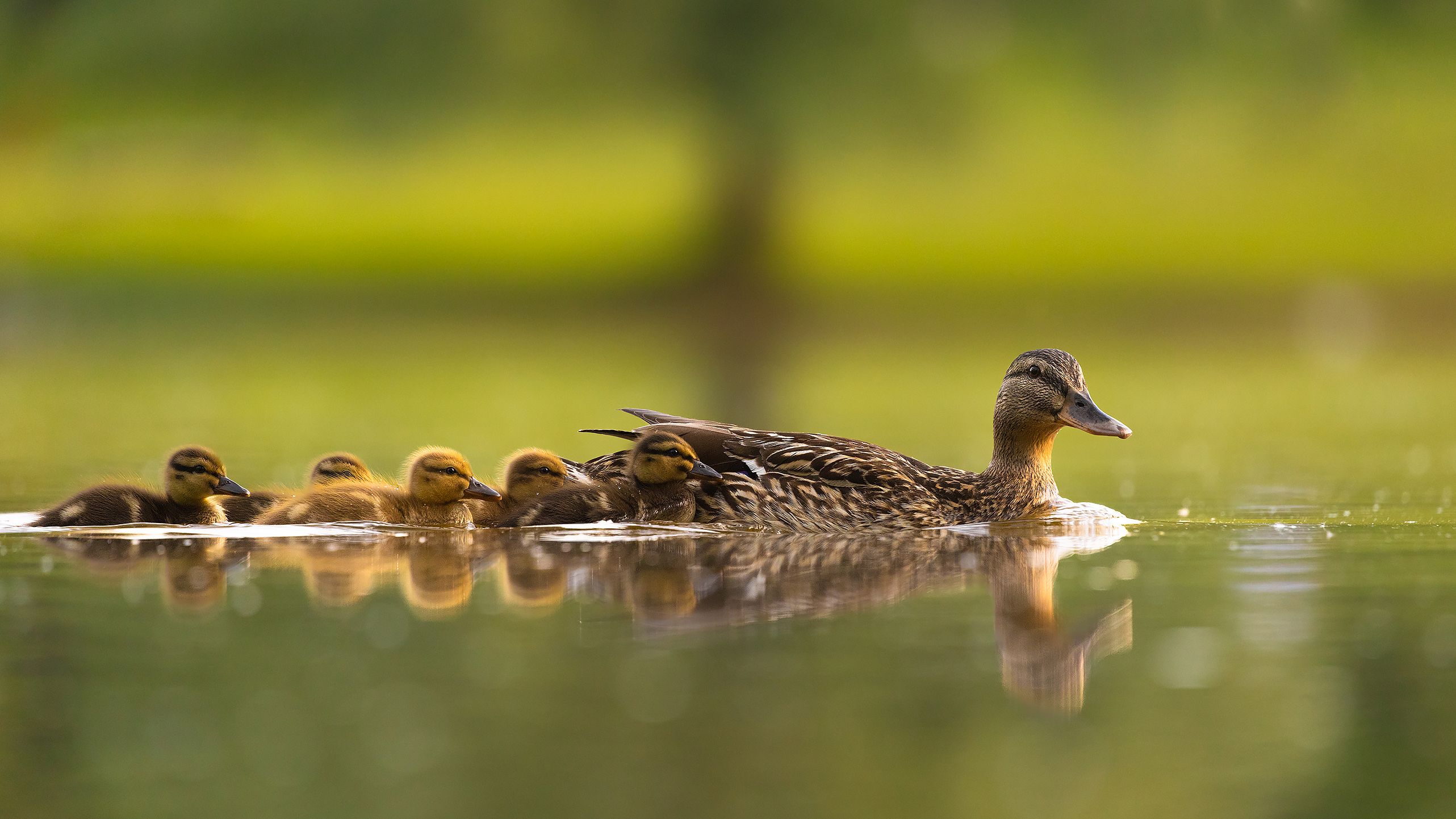 , Robert Adamec