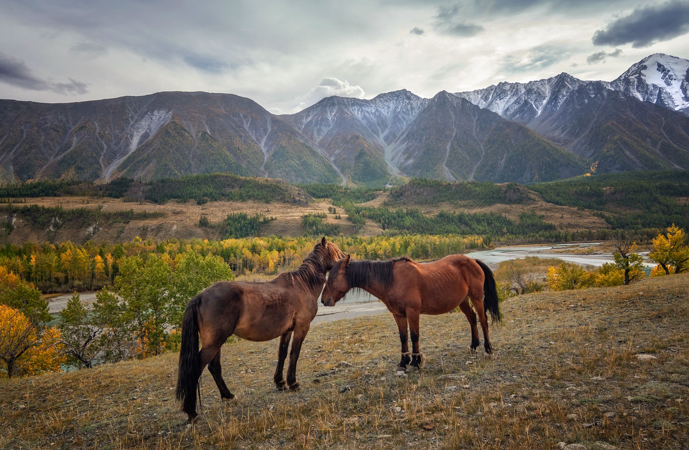 горный алтай,осень,катунский хребет,слияние аргута и карагема,лошади,нежность, lora_pavlova