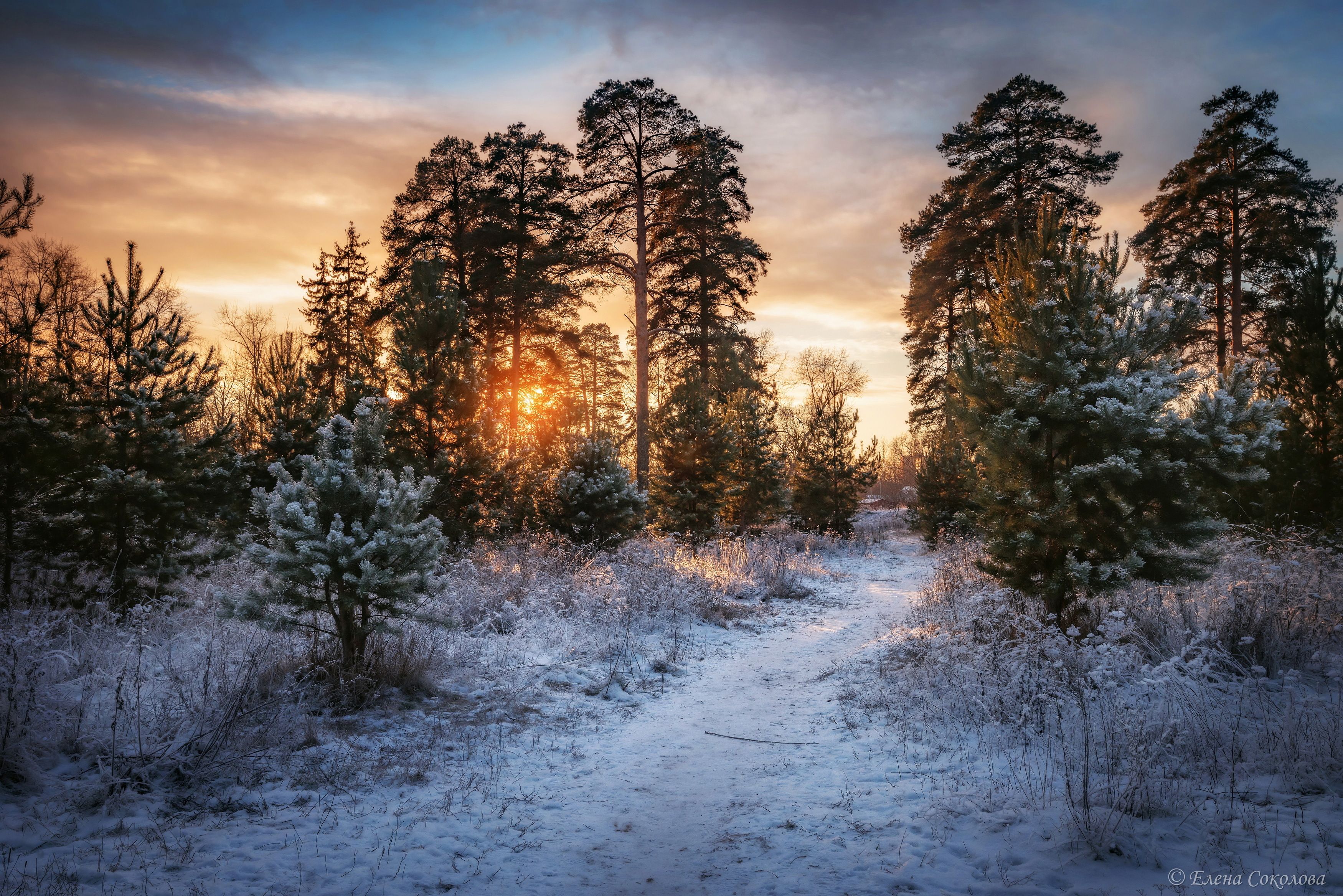 зимний лес, закат, снег, пейзаж, Соколова Елена