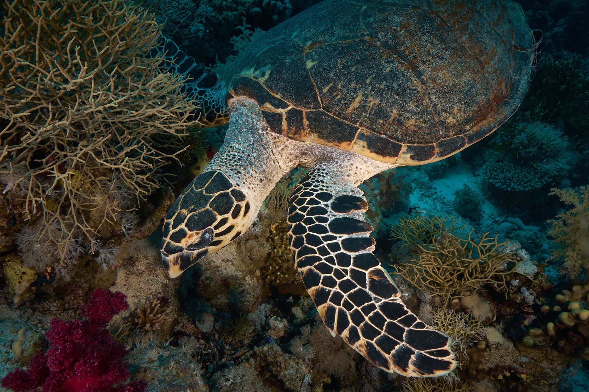 подводная фотосъемка, коралловый риф, черепаха, дайвинг, море, PAVEL PEREPECHAEV
