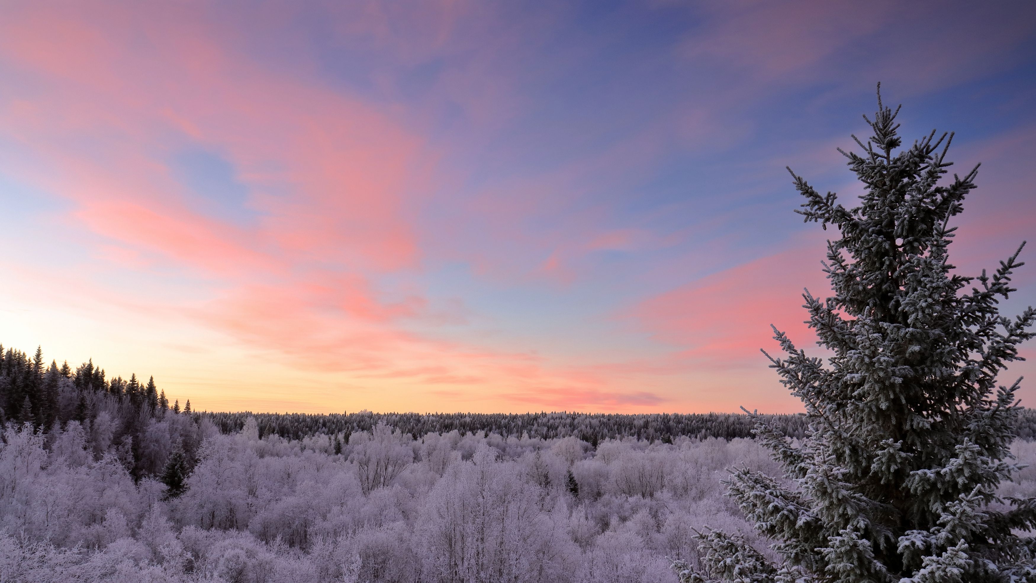 природа, зима, утро, рассвет, лес, деревья, небо, север, Титов Александр