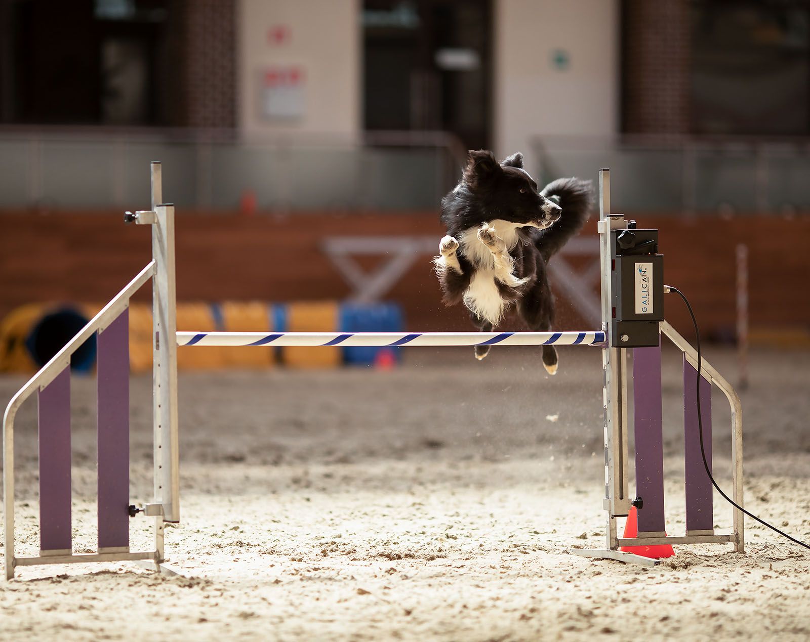 собака,спорт, аджилити, прыжок, соревнования, dog, sport, competition, jump, Yulia Stukalova