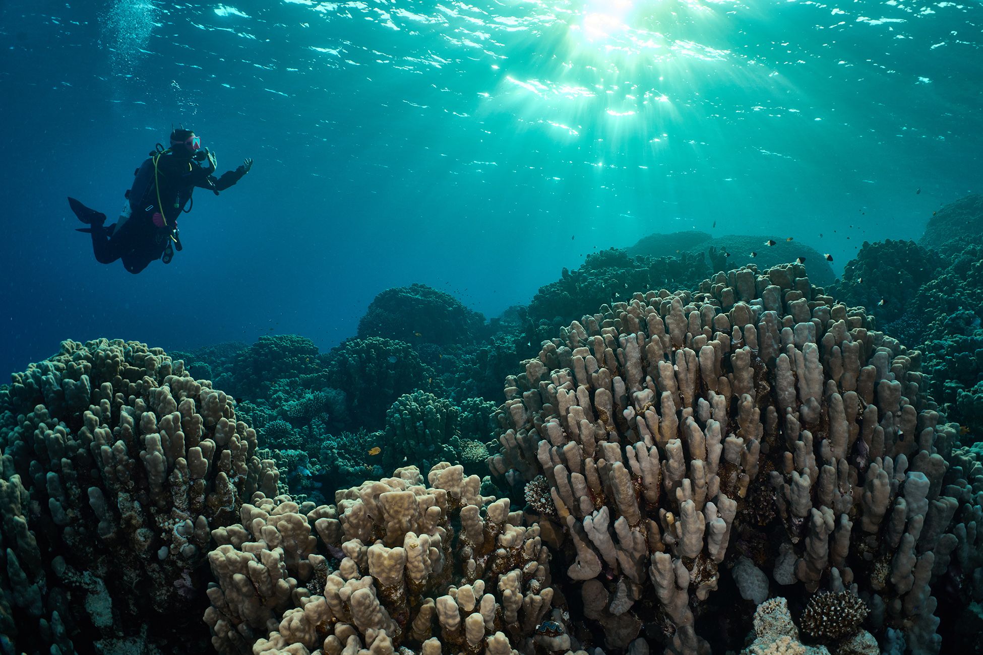 подводная фотосъемка, коралловый риф, дайвинг, море, дайвер, PAVEL PEREPECHAEV
