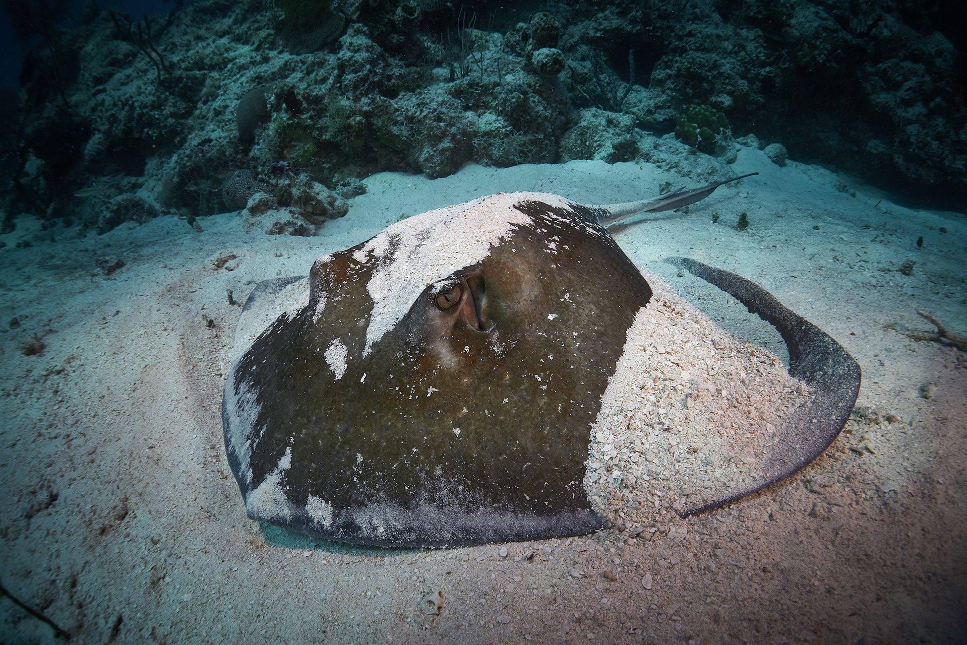 подводная фотосъемка, коралловый риф, рыбы, дайвинг, море, скат, PAVEL PEREPECHAEV