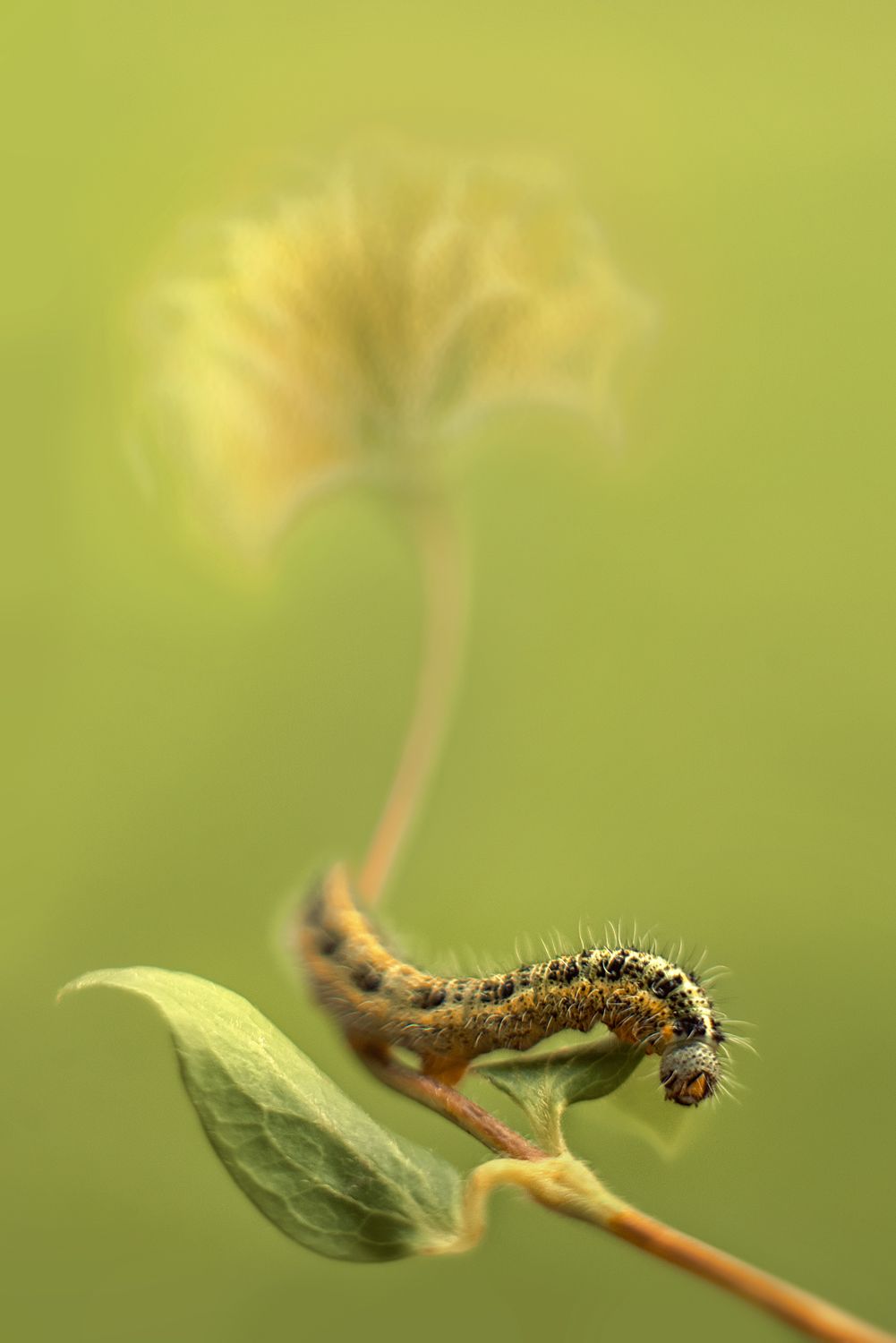 зеленый цветок ползет насекомое, Екатерина Глебова
