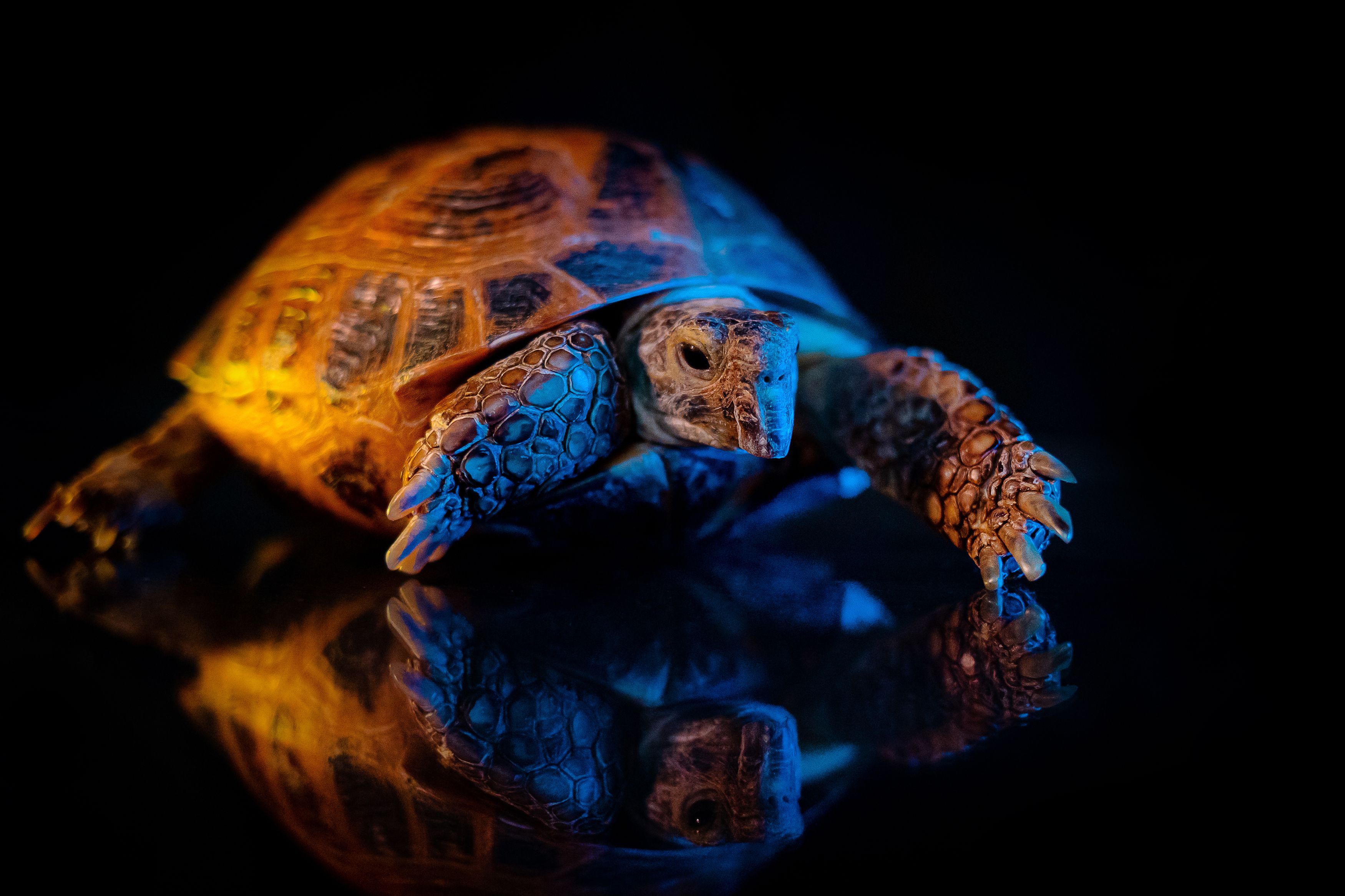 Картина вперед с черепахой. Постер вперёд черепаха. Картинки животных цветные красивые. MCP Turtle.
