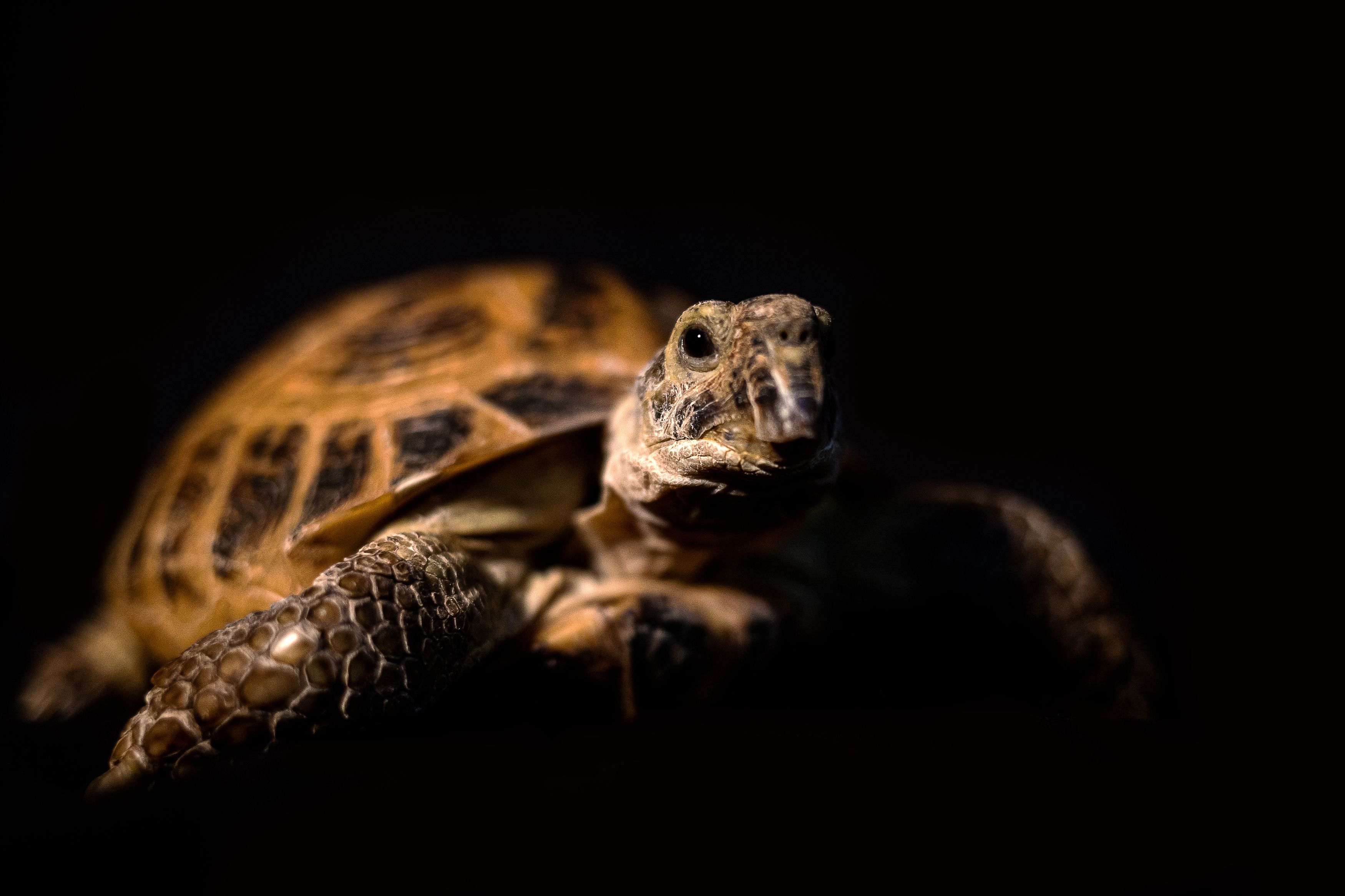 черепаха анималистика портрет черный дома животные, Киреева Екатерина