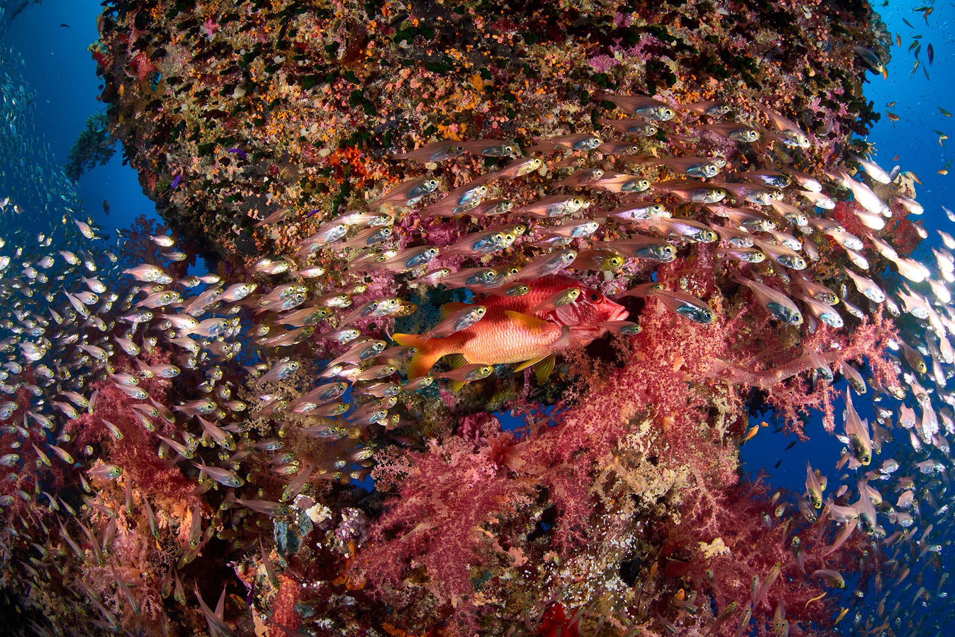 подводная фотосъемка, коралловый риф, рыбы, тропические рыбки, дайвинг, море, PAVEL PEREPECHAEV